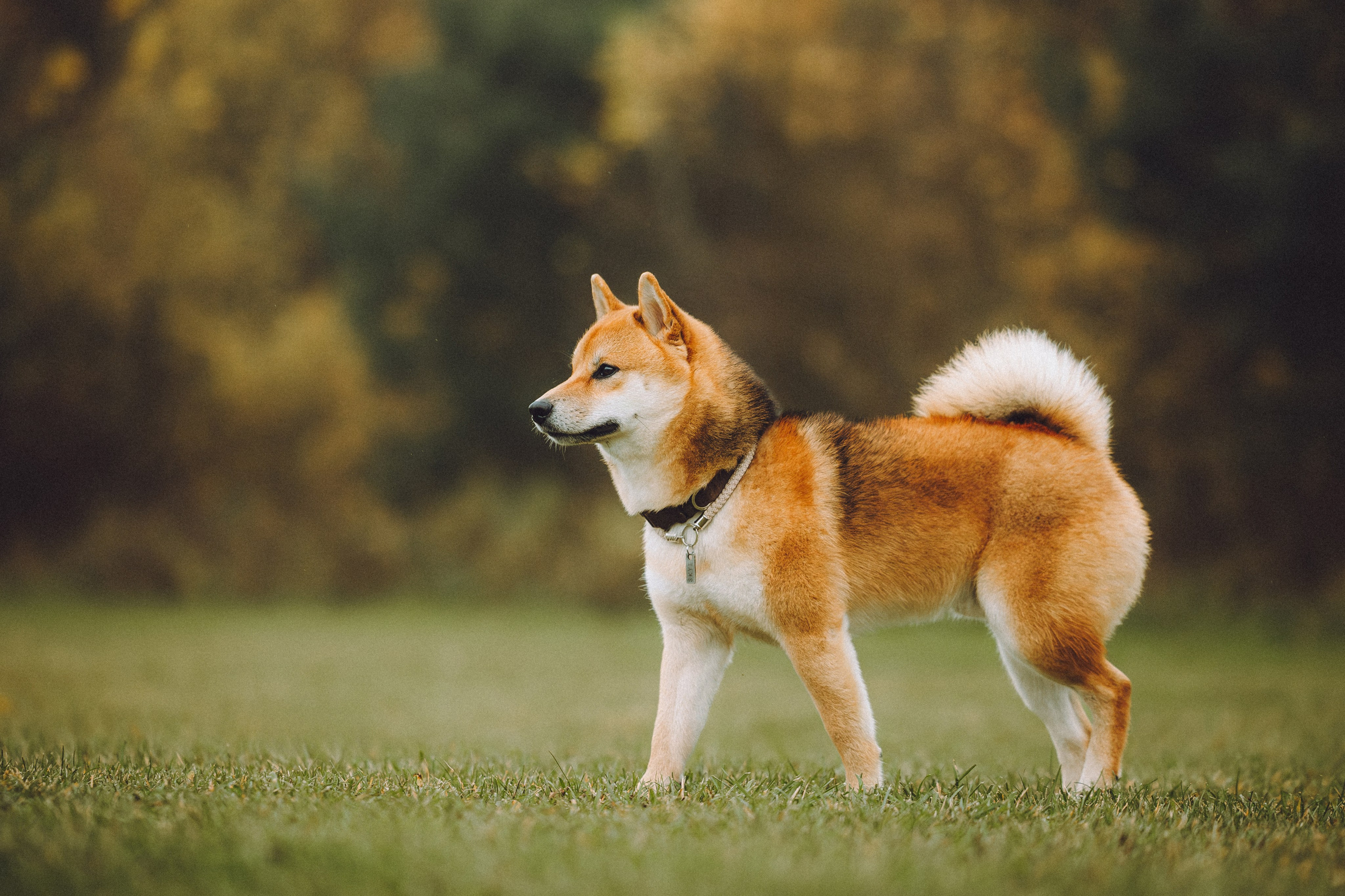 Настя, Юра и Скай