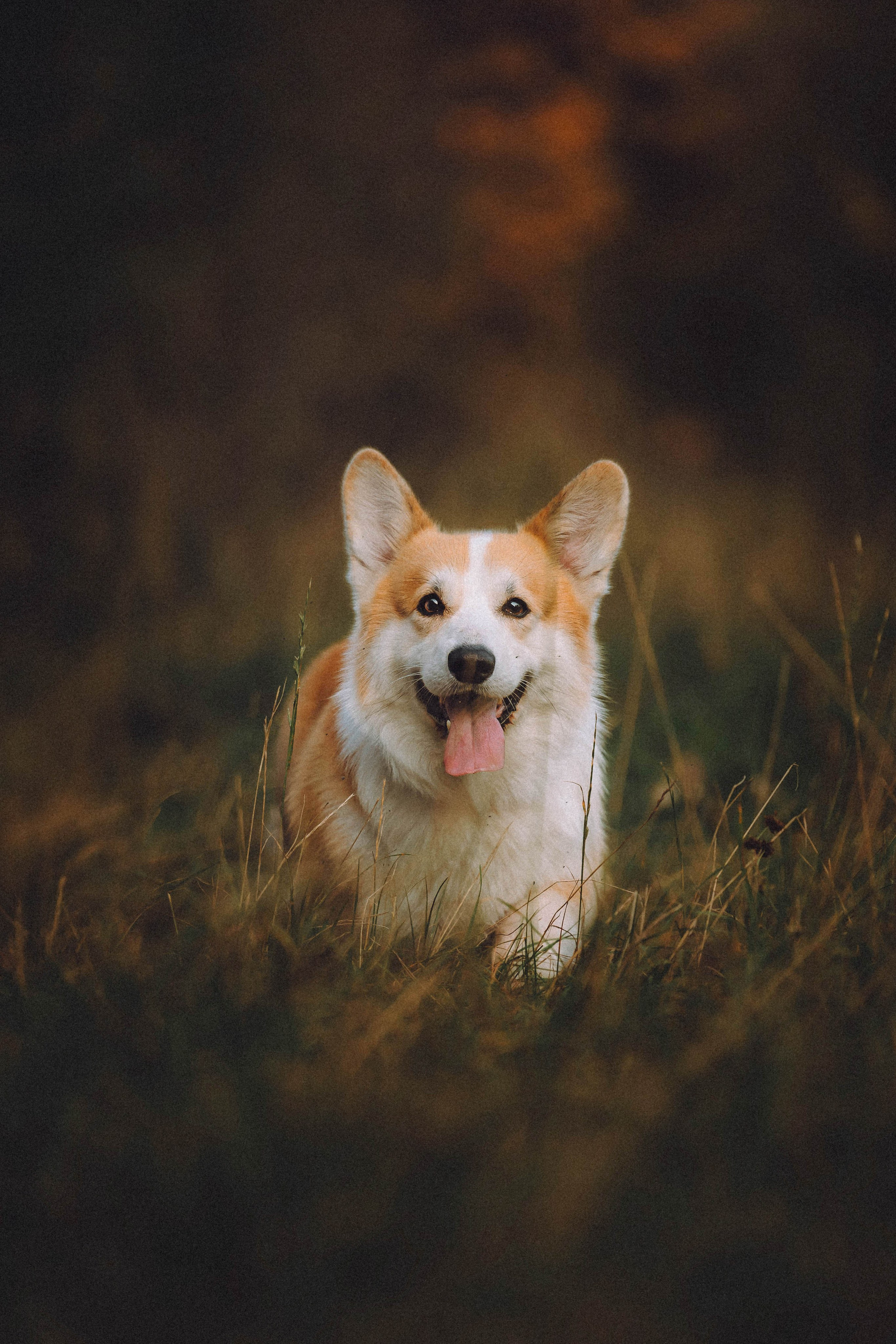 Арчи и его семья