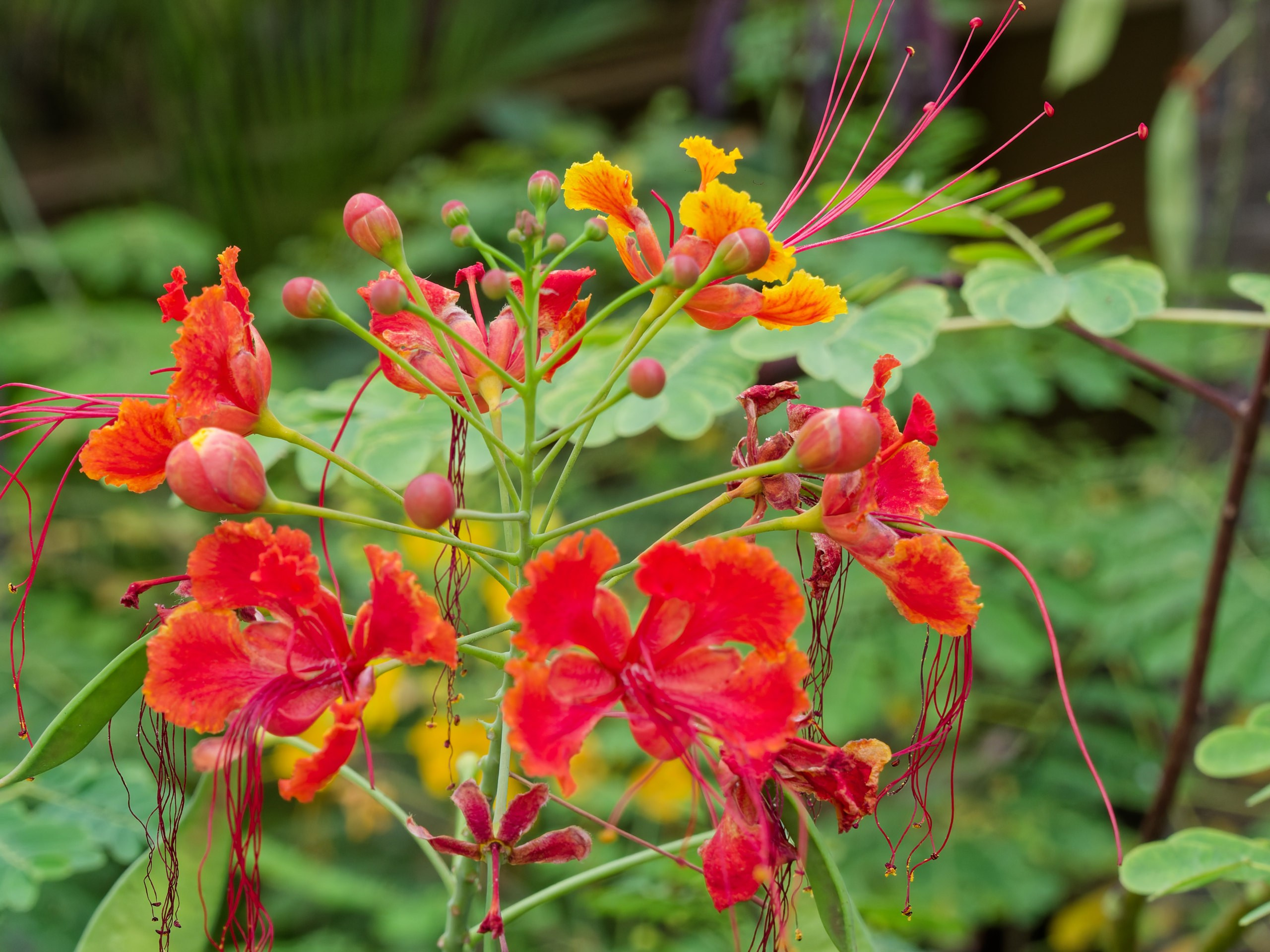 Хайнань 2026, флора, цветы и деревья. Фотопрогулки по Миру
