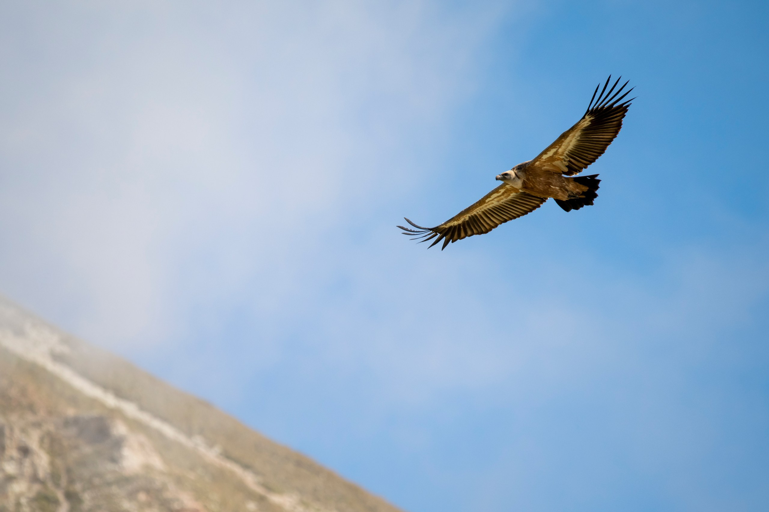 Пейзажный фотограф, Фотографии дикой природы. Foto-Zuev фотография как искусство