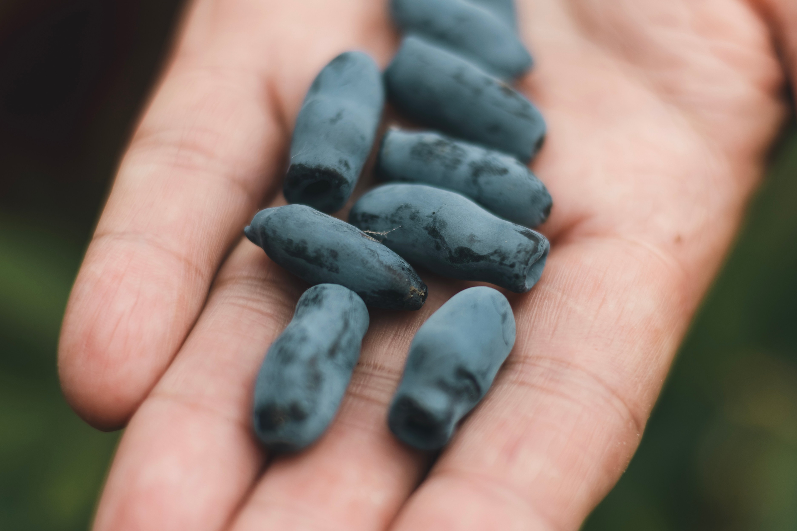 Любовь Георгиевна Пономарева. Садовод и ландшафтный дизайнер. Репортажный фотограф Наталья Лапцевич