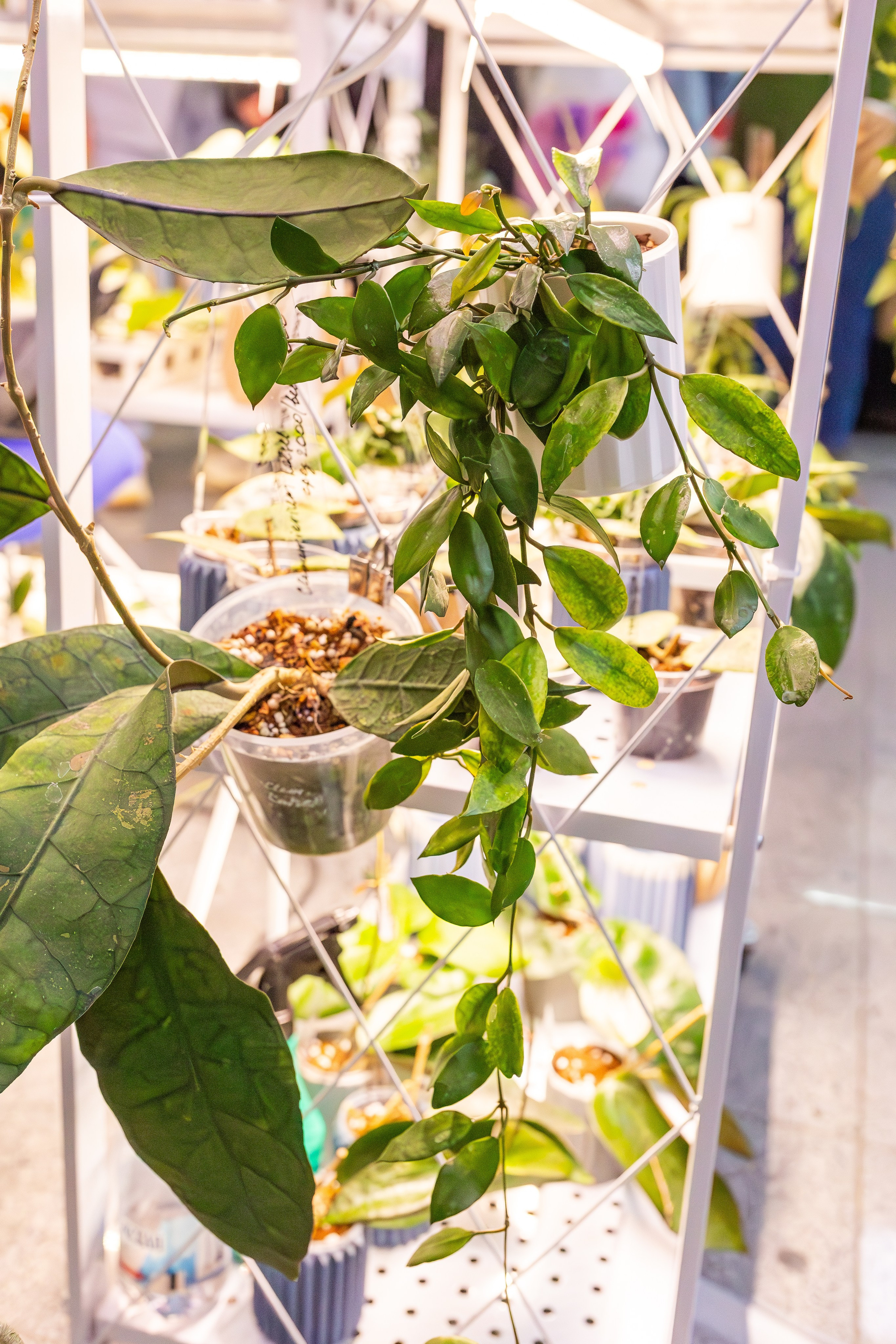 Монстериум апрель 2026. Александра Куликова фотограф, Москва