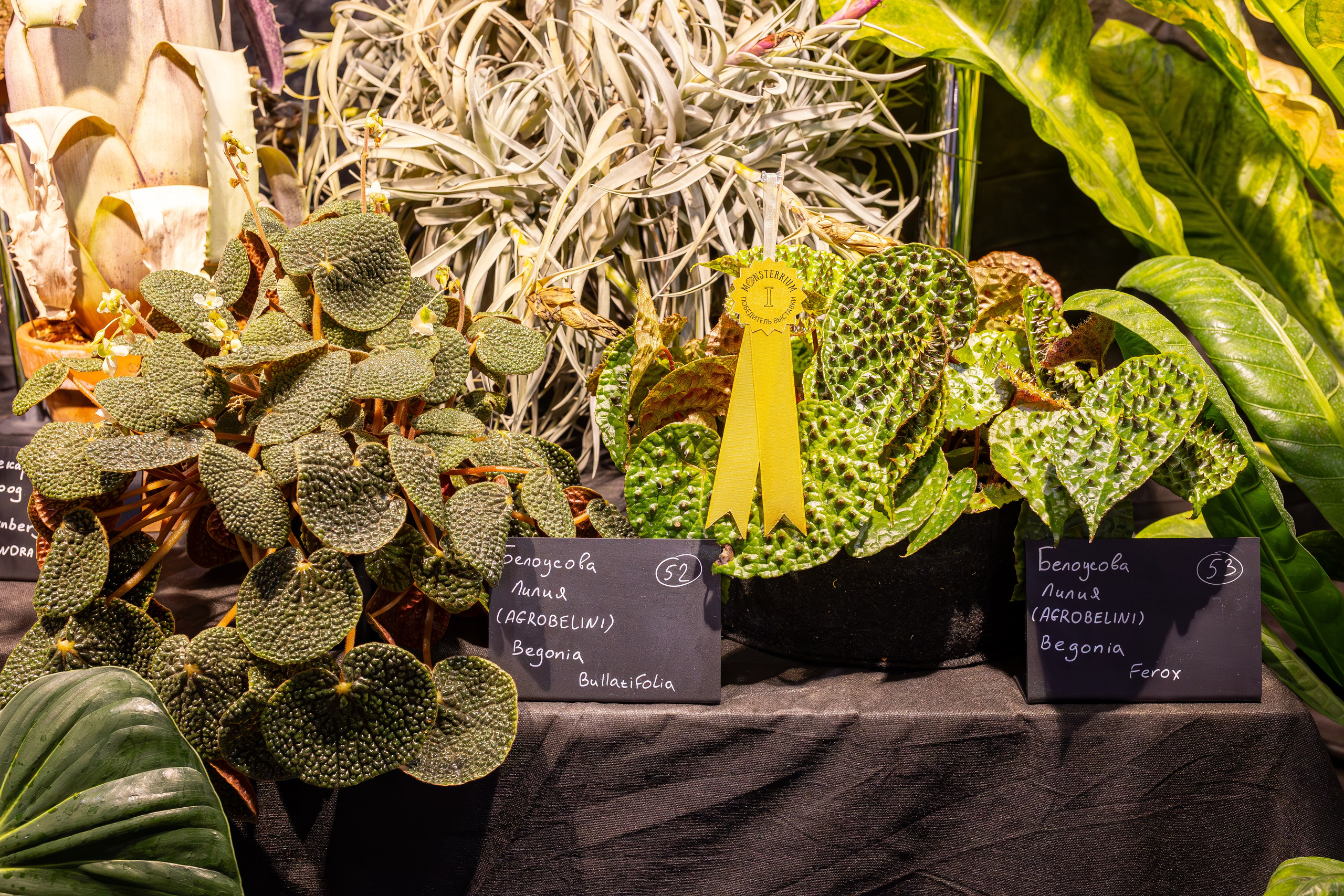 Монстериум 11–12 октября. Александра Куликова фотограф, Москва