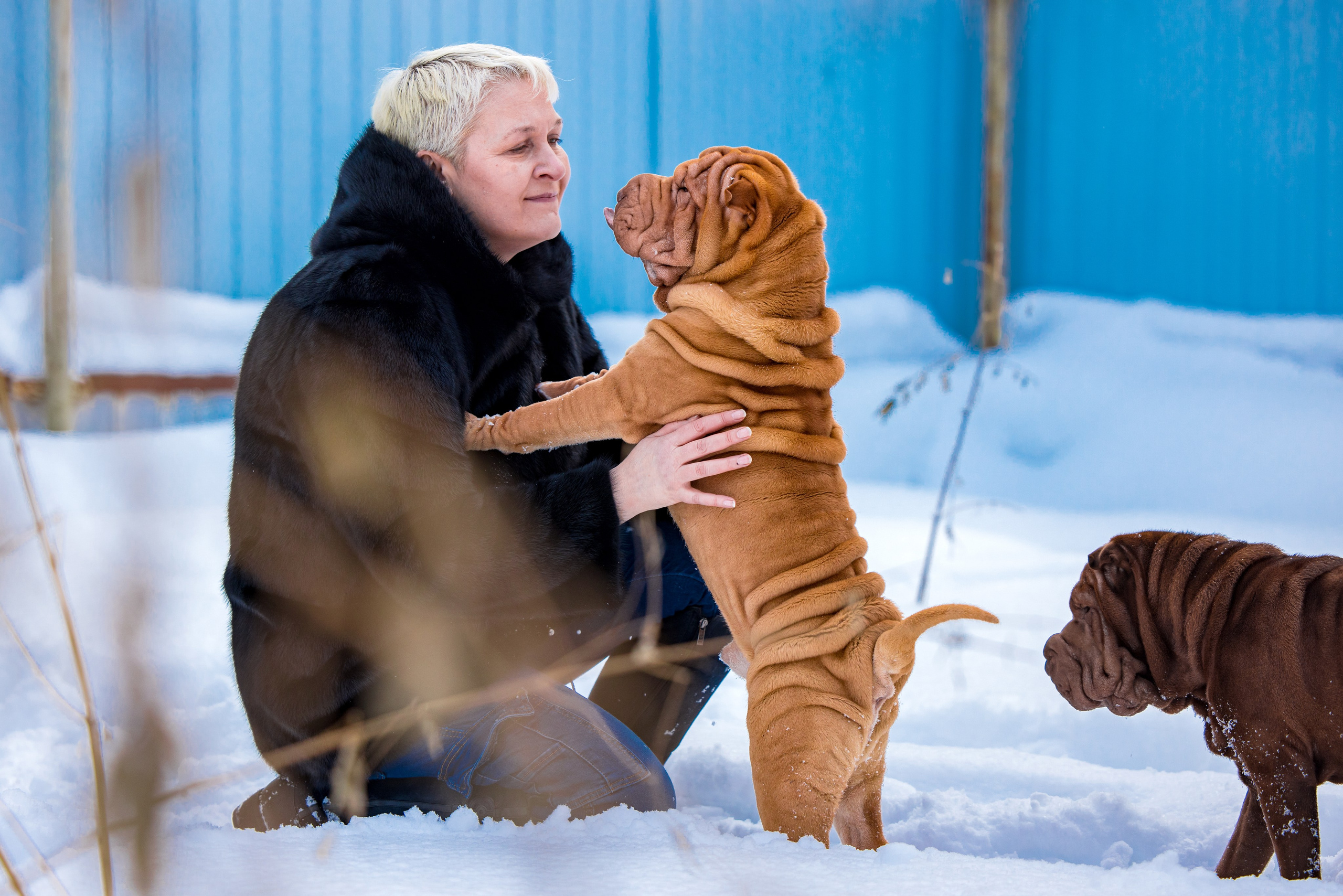 В гостях у шарпеев 16.01.2024. Фотограф-анималист Юлия Германика