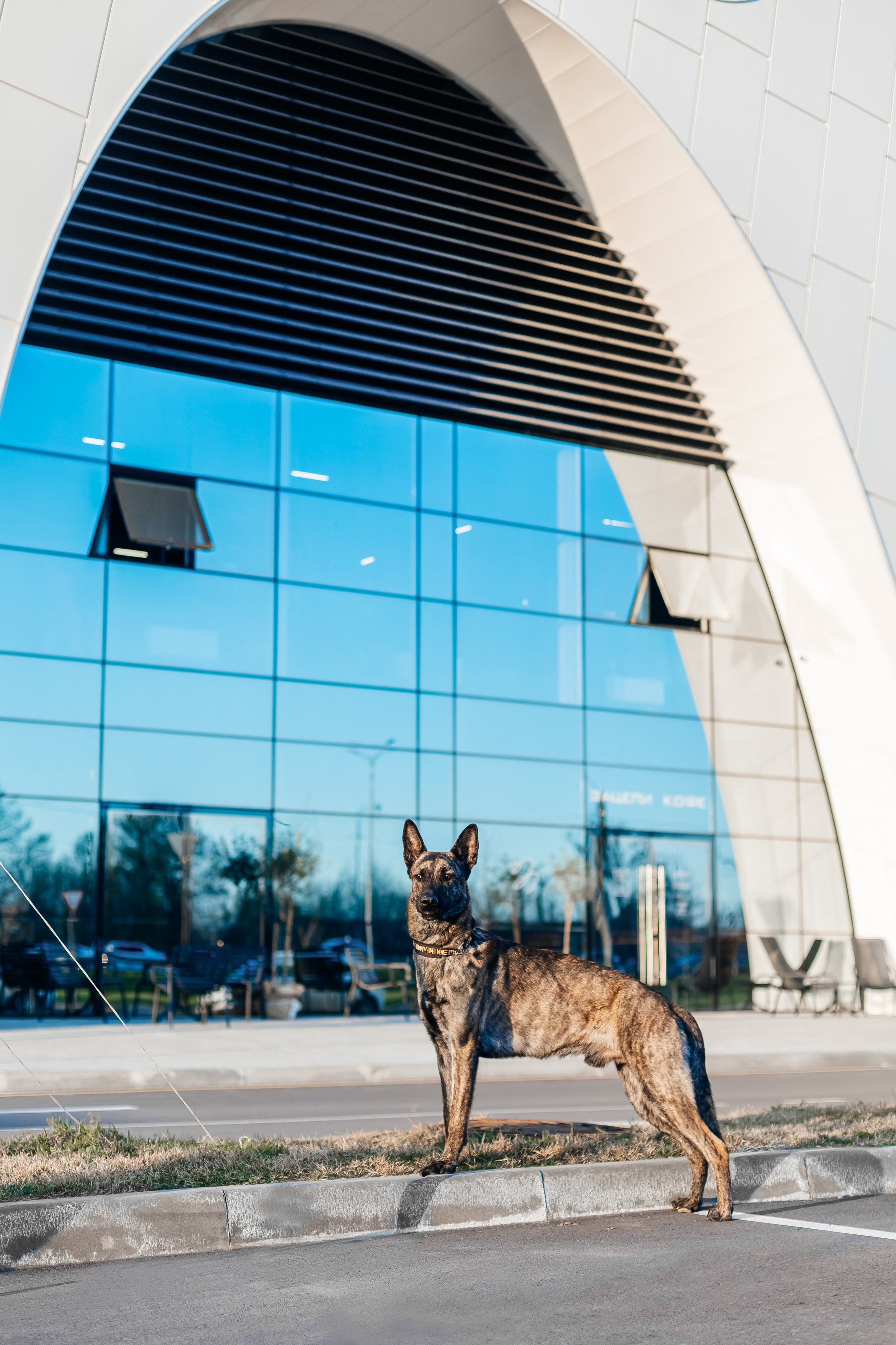 Портфолио2. Фотограф — анималист Маргарита Хелбен Краснодар