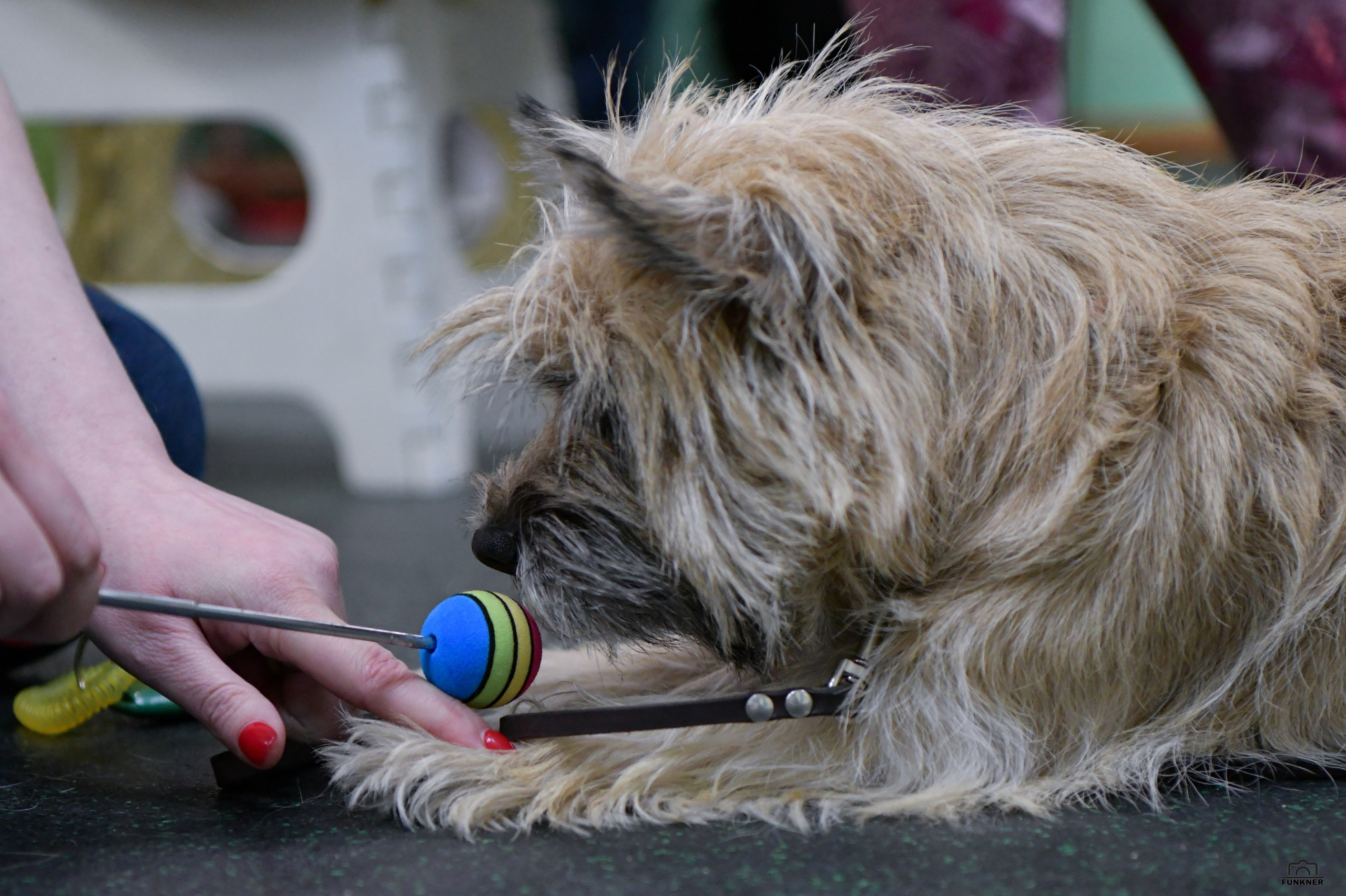 Кинологический клуб «Бодрый хвост». Свой взгляд через объектив
