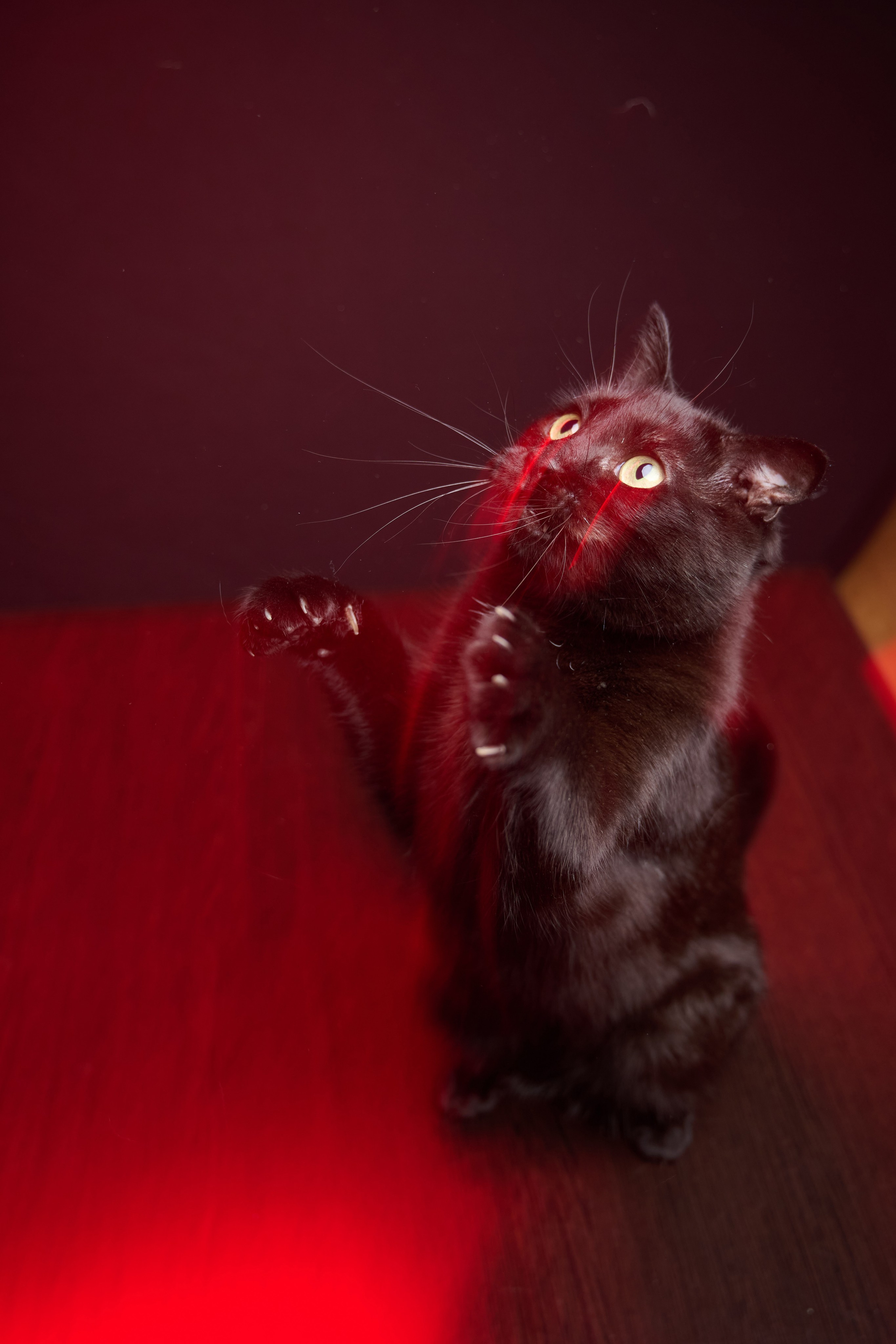 Идеи фотосессии с кошкой в студии и дома — фотограф животных СПб