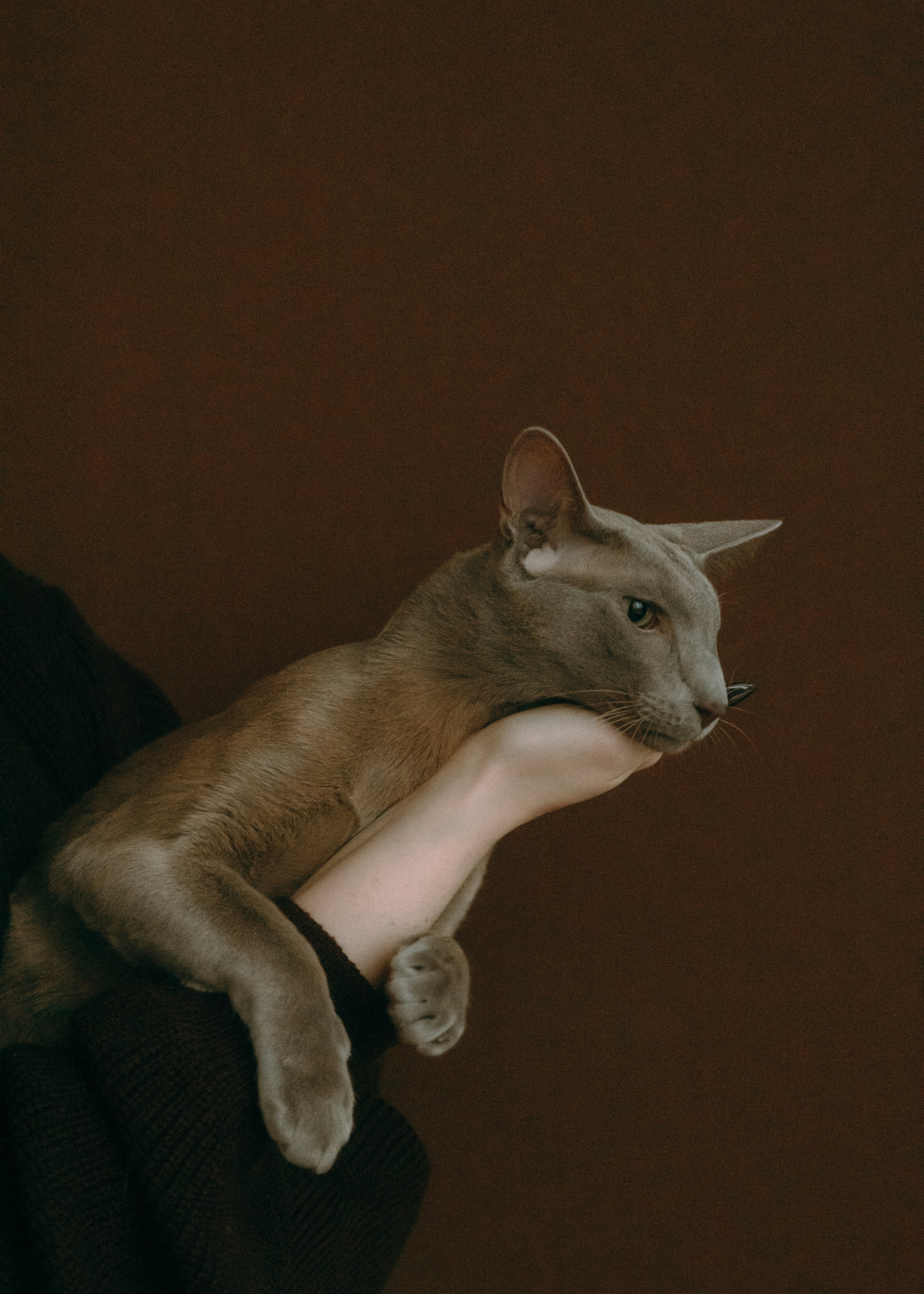 Амина, Булат и Орион. Фотограф-анималист Ксения Воробьева, Москва