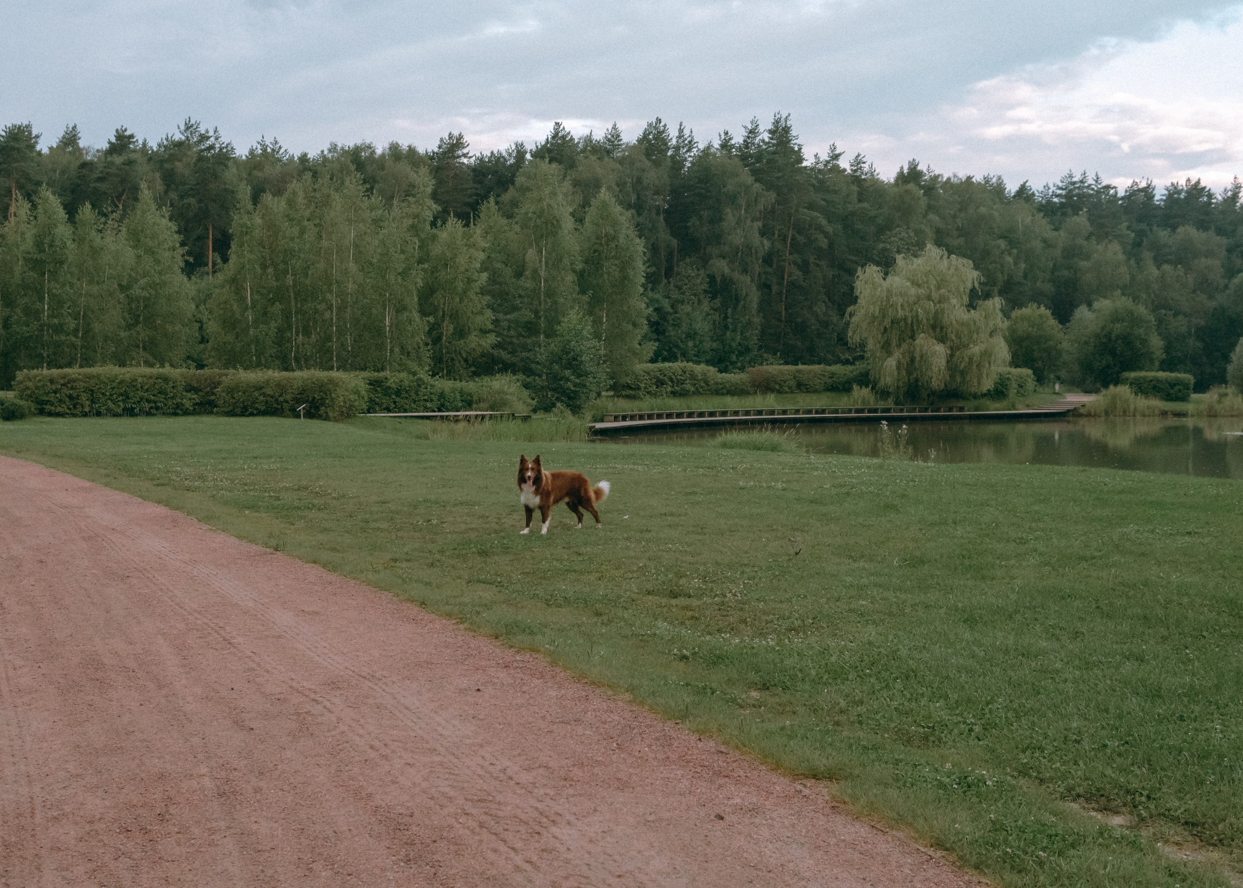 Виолетта, Лила и Питер. Фотограф-анималист Ксения Воробьева, Москва