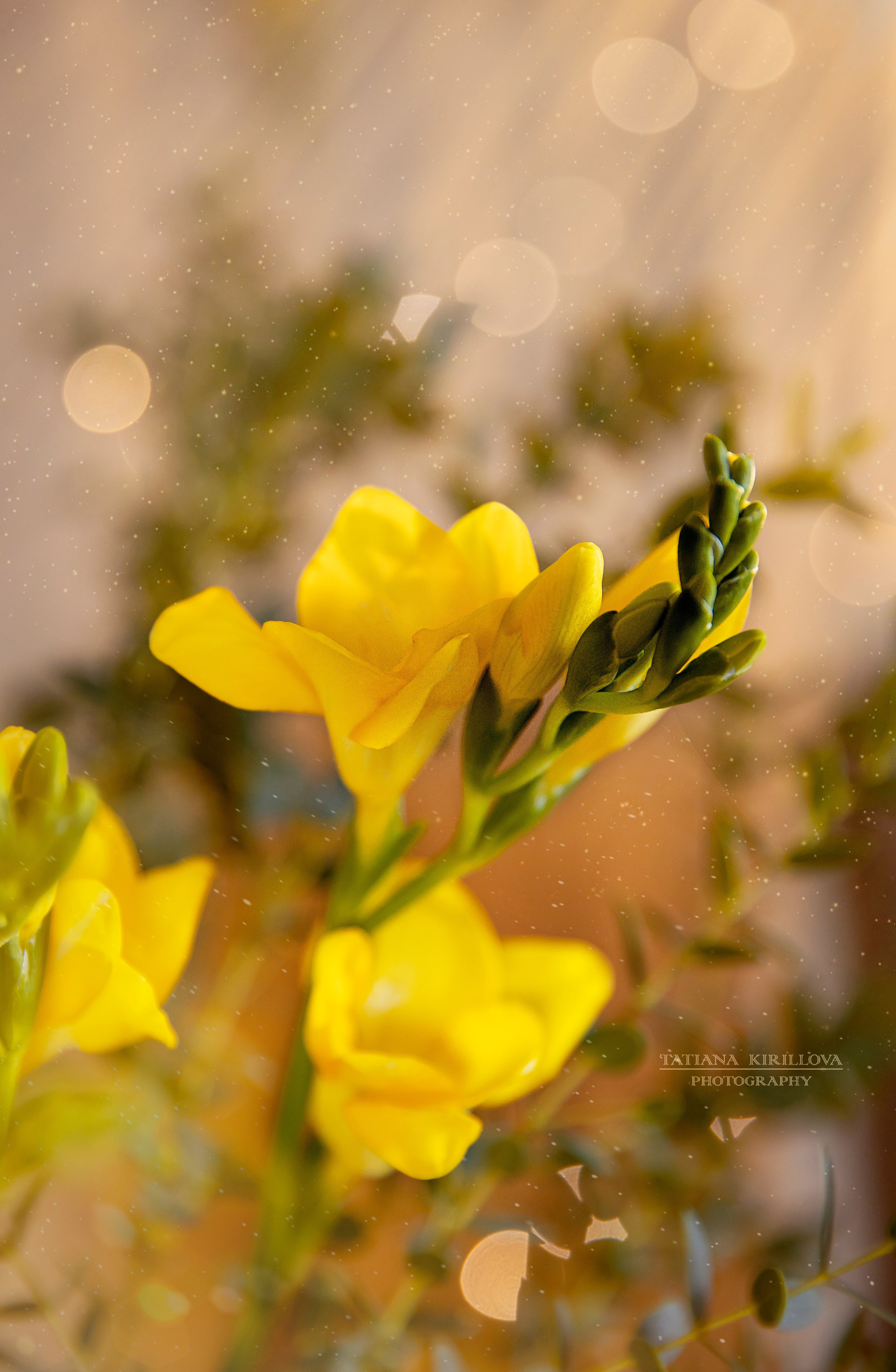 Предметная съемка, цветы, открытки. Фотограф — Татьяна Кириллова, г. Санкт-Петербург