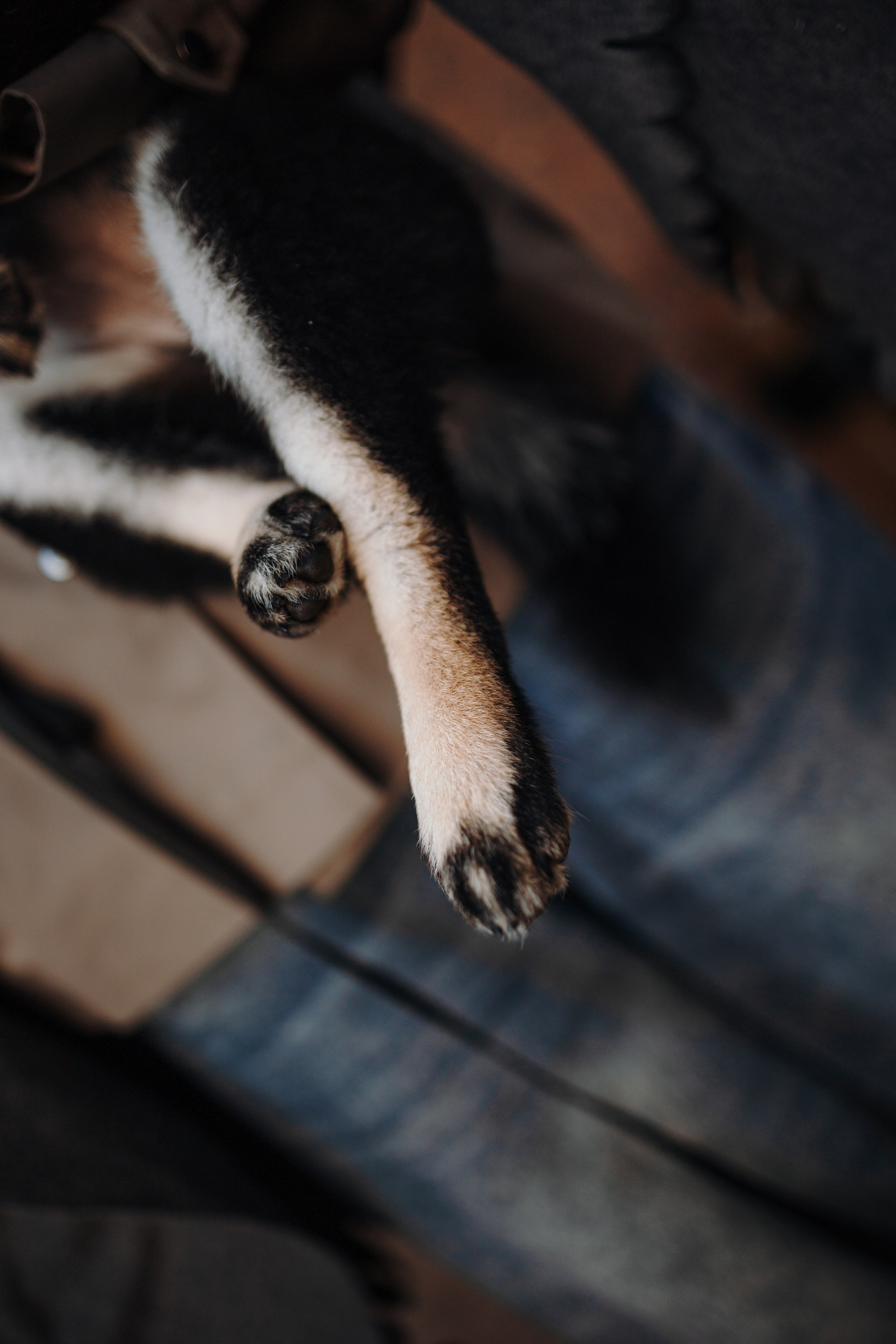 Даша и ее девочки. Фотограф — Анималист | Санкт-Петербург