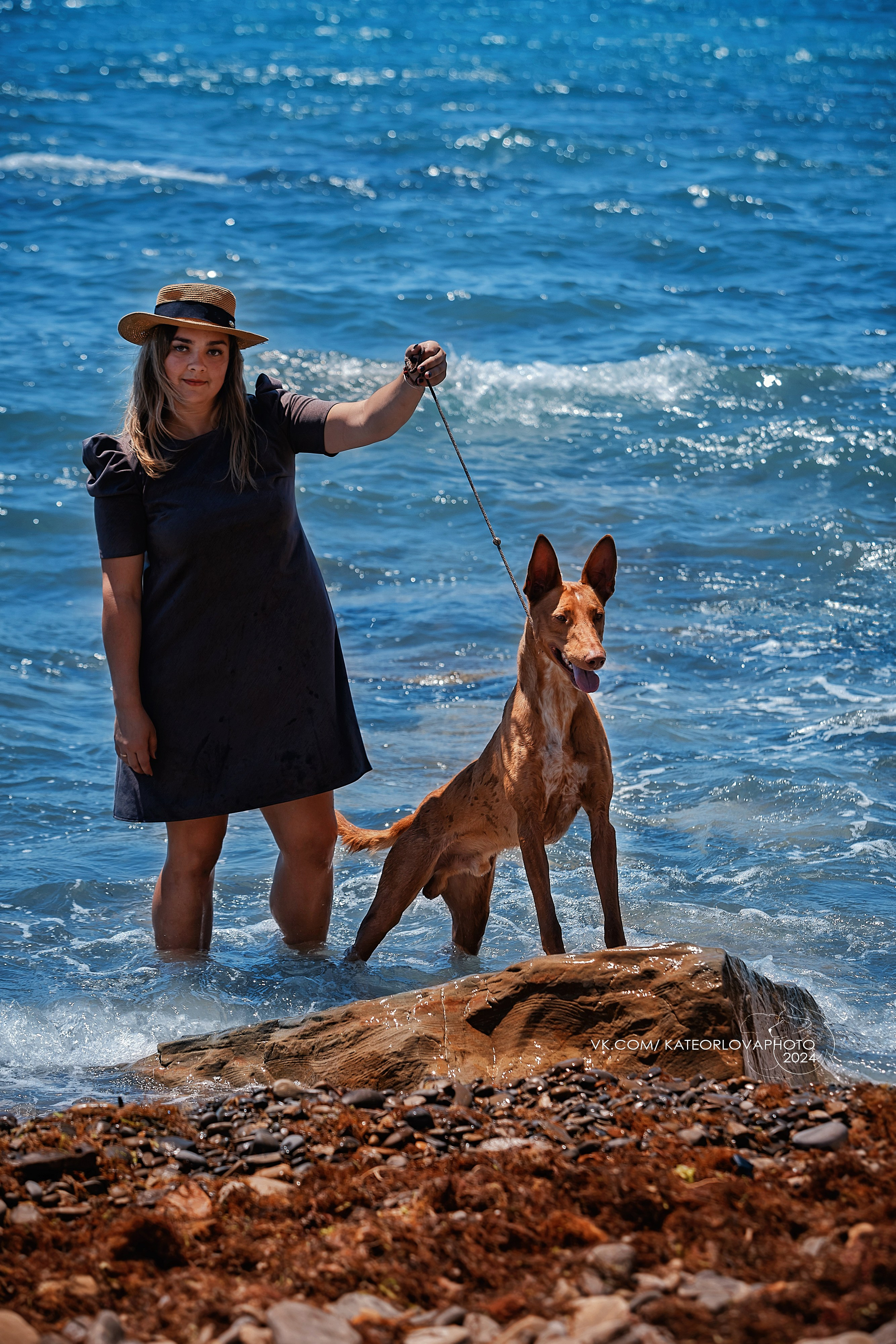 Фотосъемка собак, щенков, на выставках, фотограф анималист Россия воронеж. Питомник собак Акита, Хаски, Корги