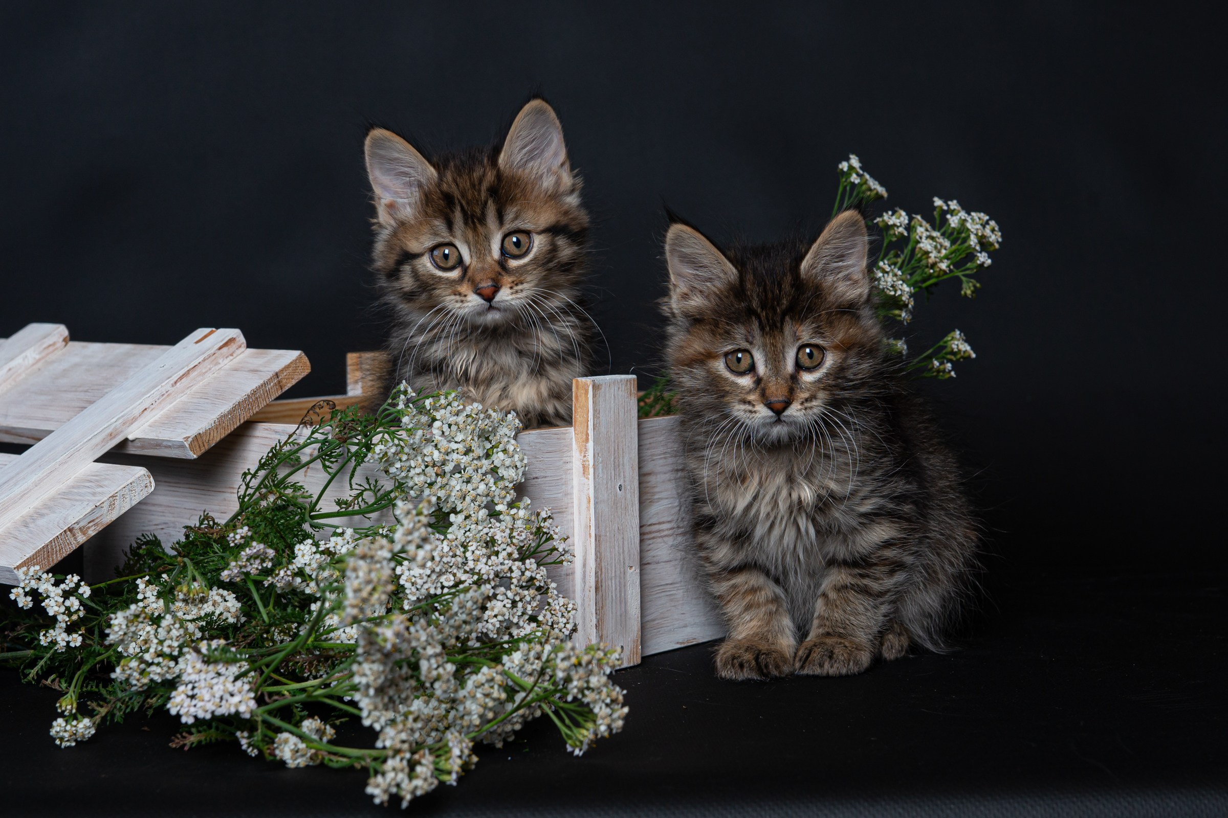 Курильский бобтейл. Фотограф на Камчатке Анна Моргачёва. Семейные и детские съёмки