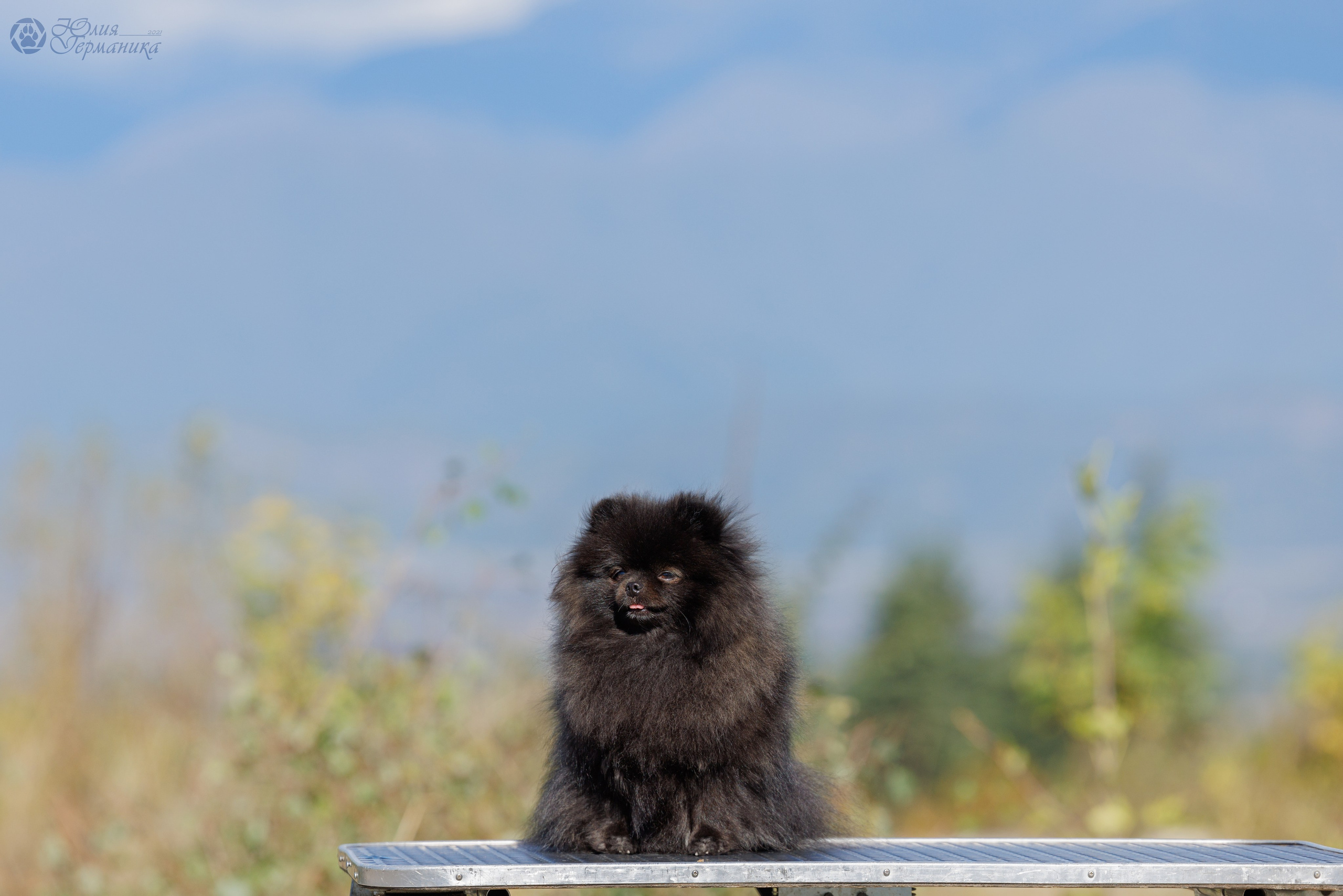 Грузия,Телави 2хCACIB 19-20.10.2024. Фотограф-анималист Юлия Германика