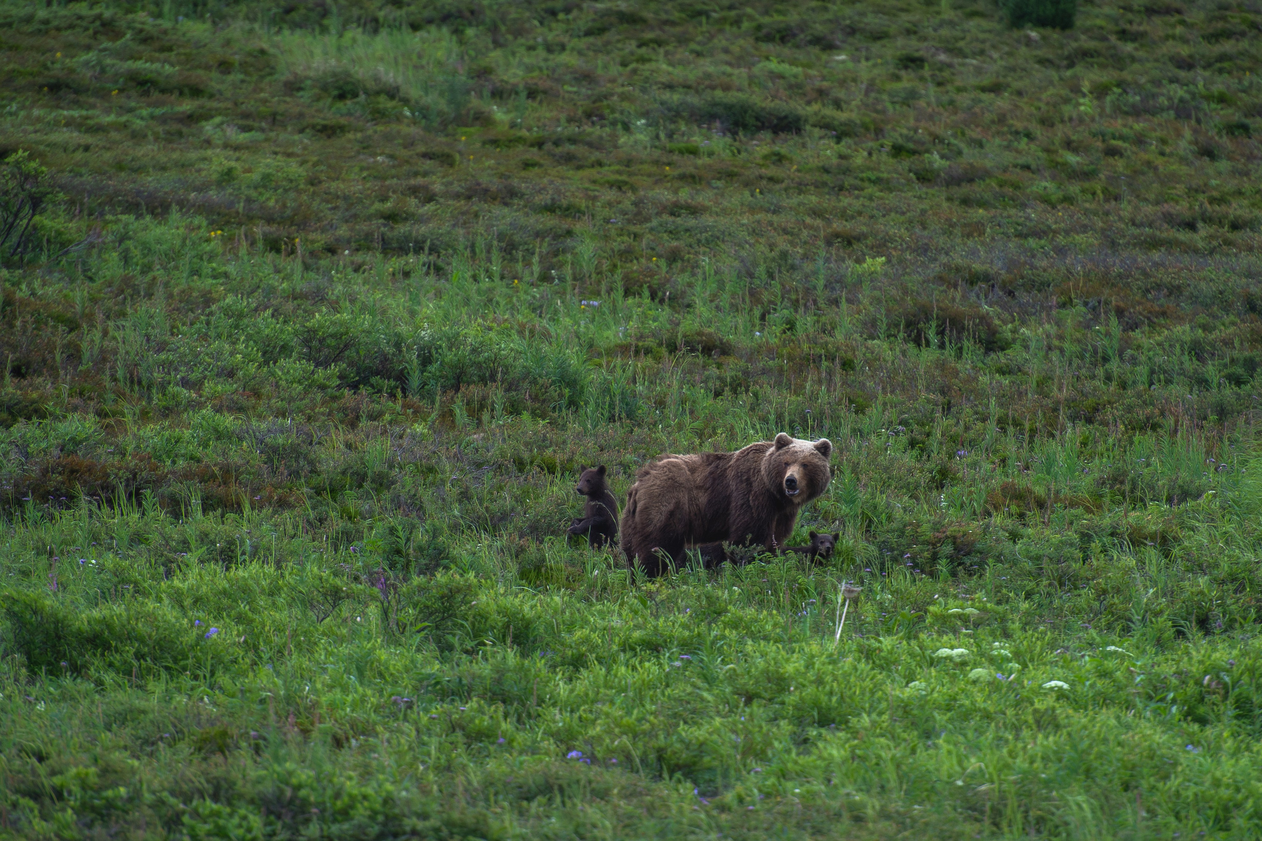 Камчатка. Фотограф в Санкт-Петербурге Вихтинский Николай