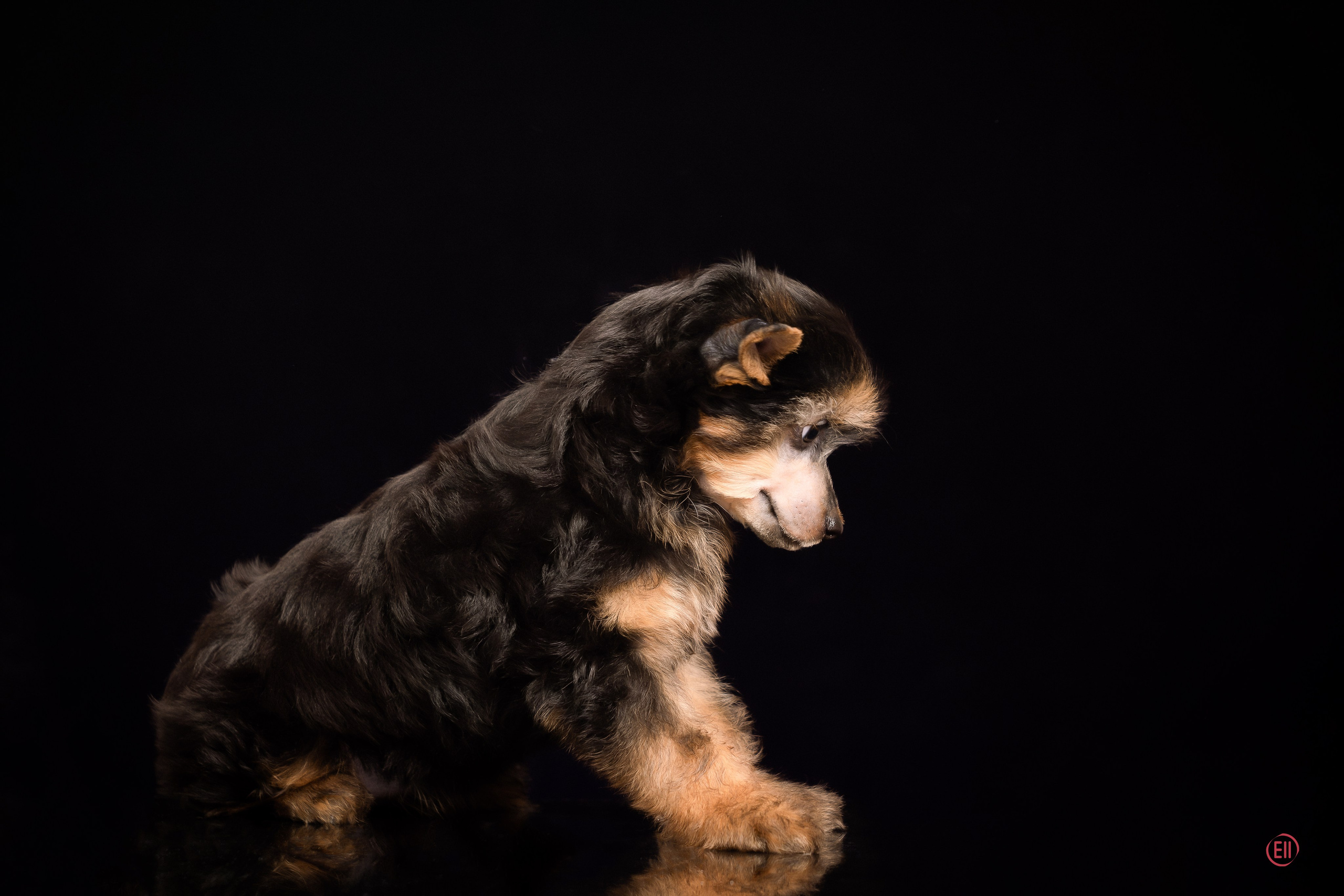 Poale Ell Zhozefina. Poale Ell Chinese Crested Dog Kennel: Buy a puppy from the kennel
