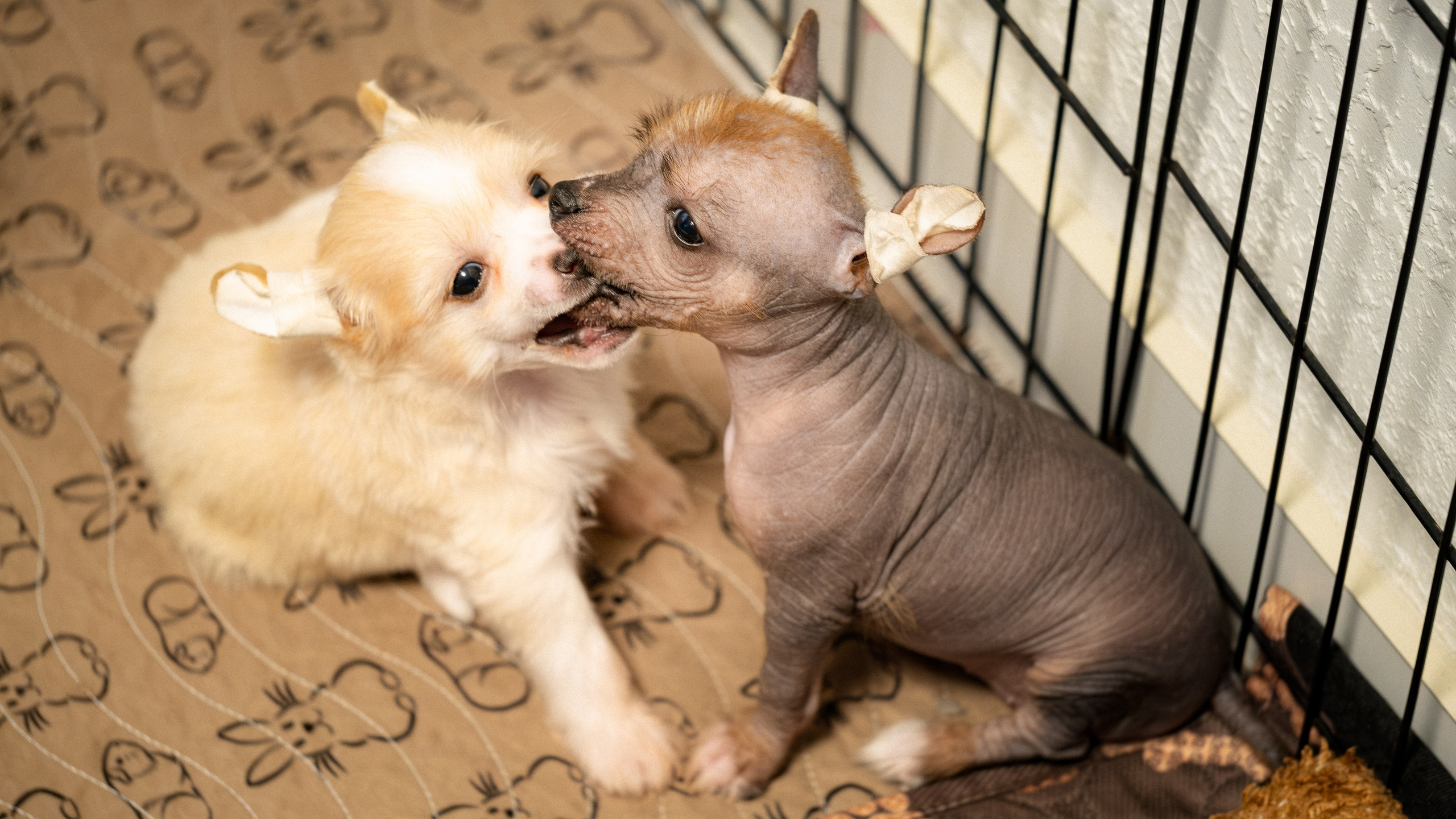 Ermak and Eva. A Month and Five Days