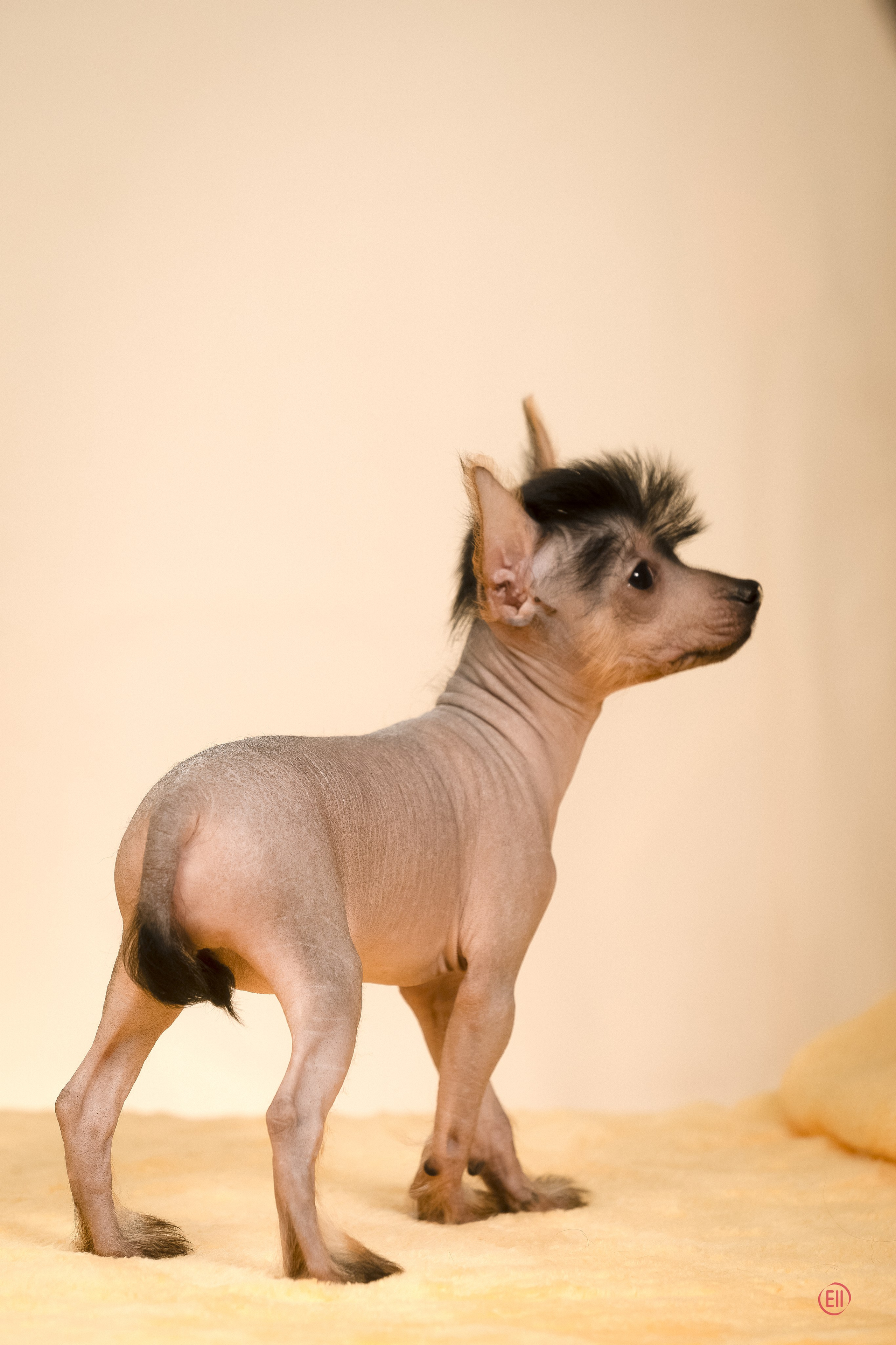 Poale Ell Zhaklin. Poale Ell Chinese Crested Dog Kennel: Buy a puppy from the kennel