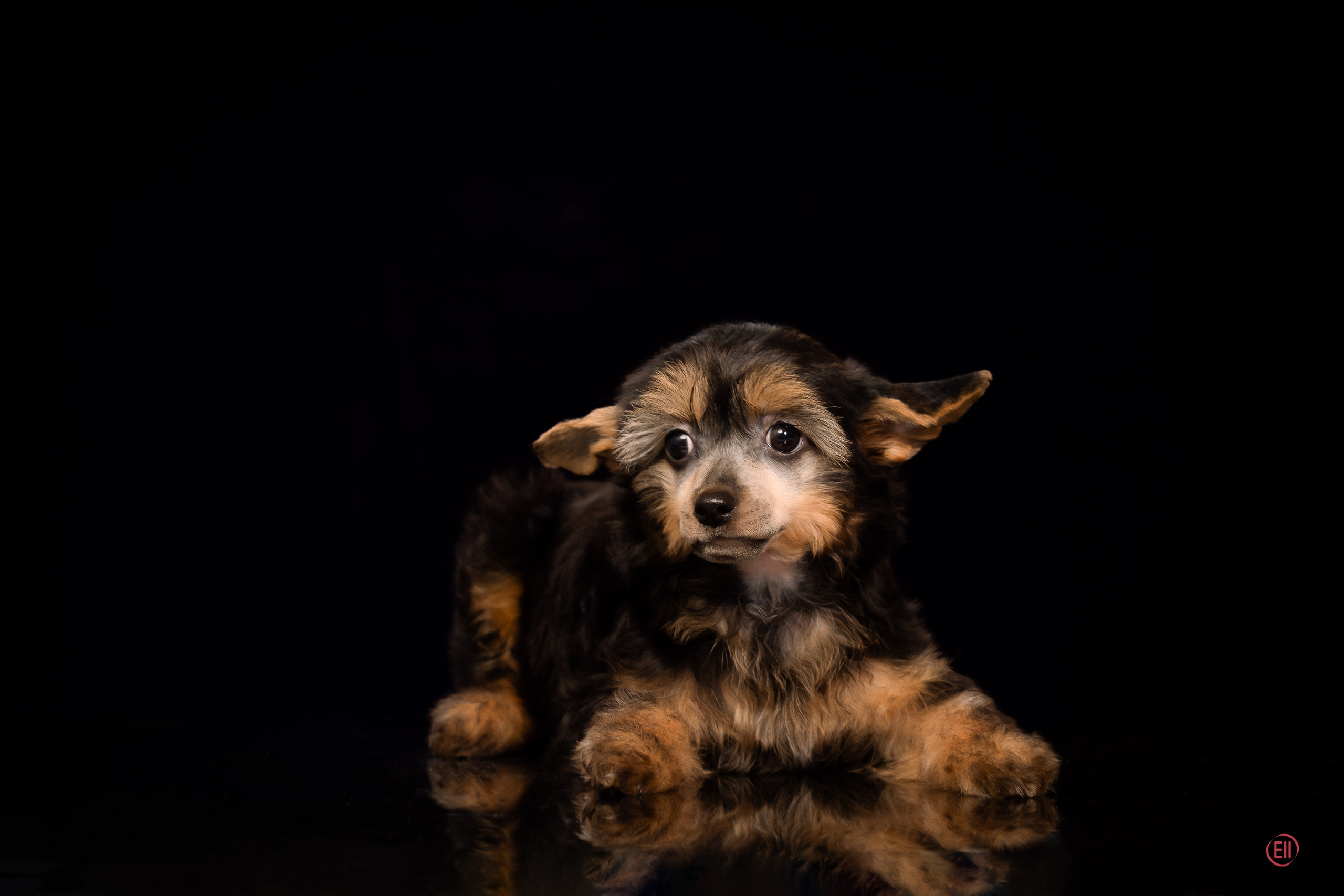 Poale Ell Zhozefina. Poale Ell Chinese Crested Dog Kennel: Buy a puppy from the kennel