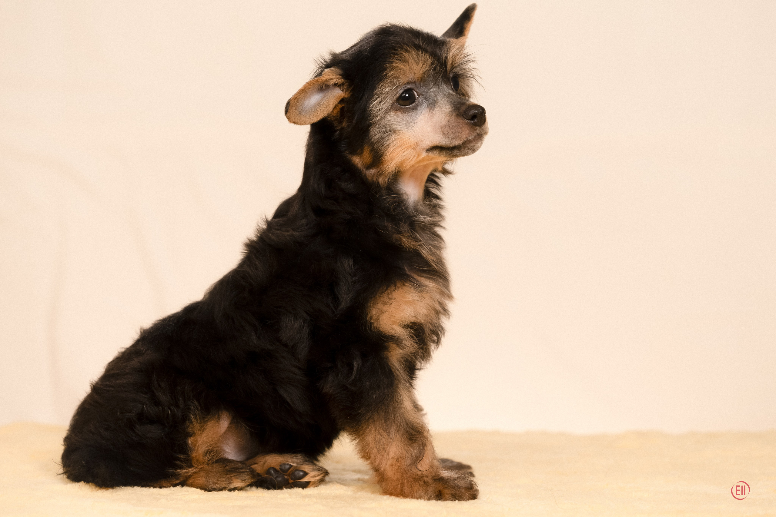Poale Ell Zhozefina. Poale Ell Chinese Crested Dog Kennel: Buy a puppy from the kennel
