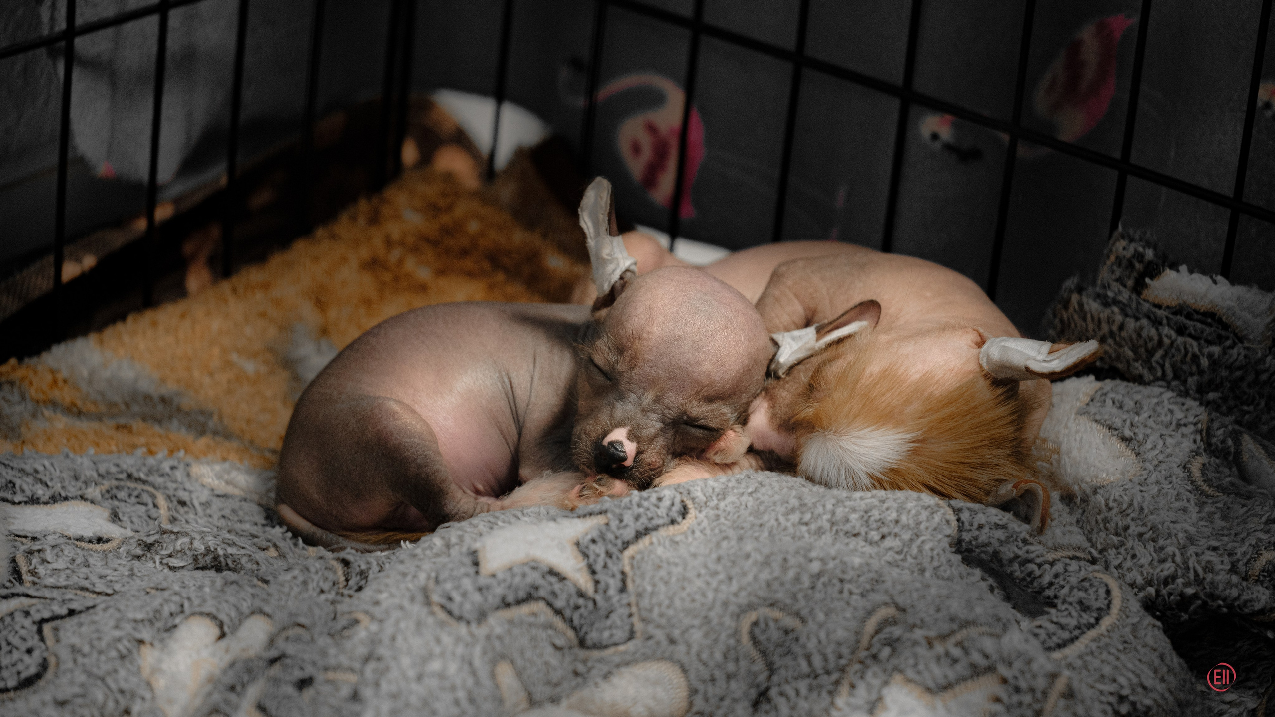 Erofei and Evsei are sleeping soundly. The boys are 1 month and 6 days old.