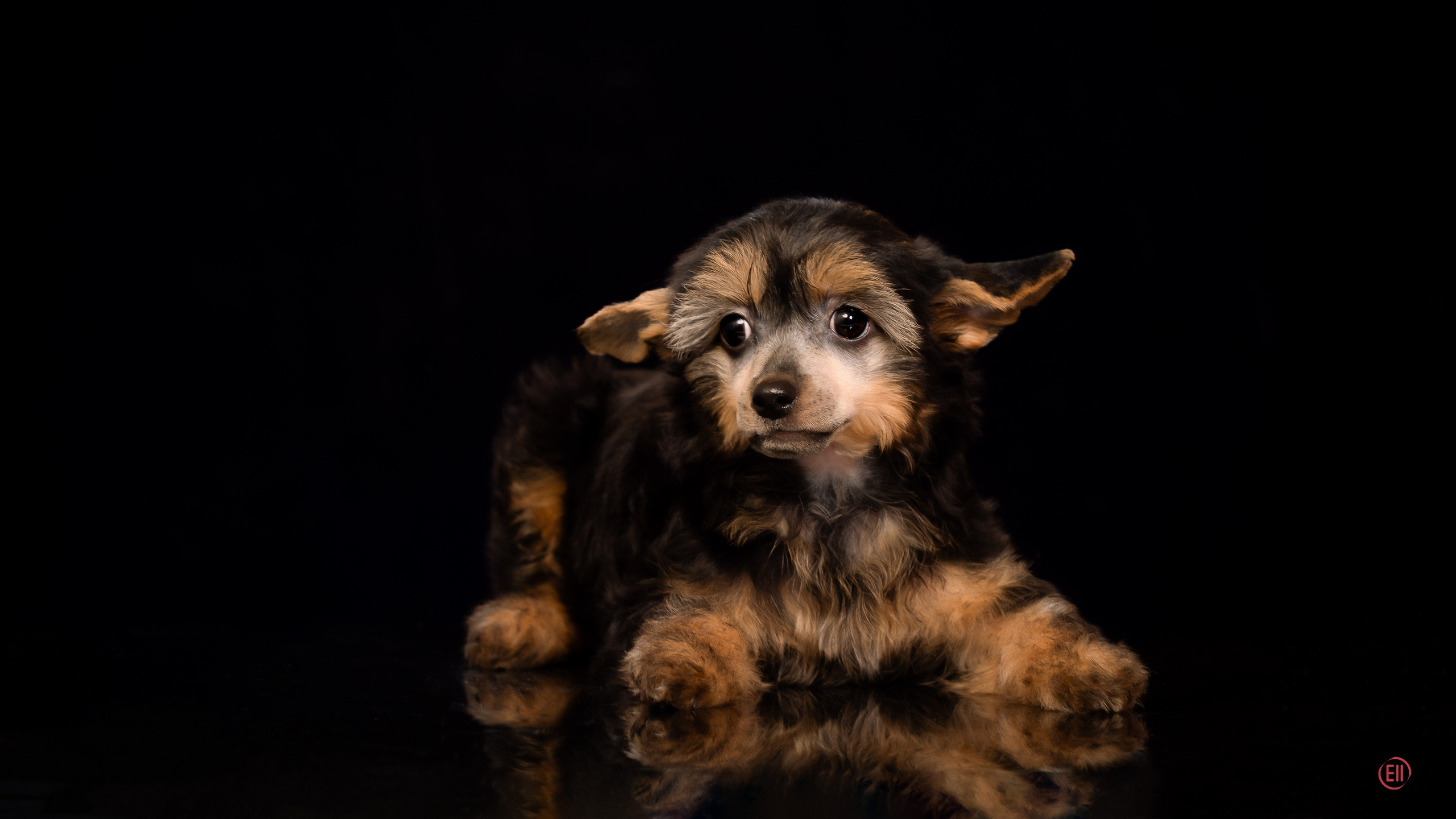 Poale Ell Zhozefina. Poale Ell Chinese Crested Dog Kennel: Buy a puppy from the kennel