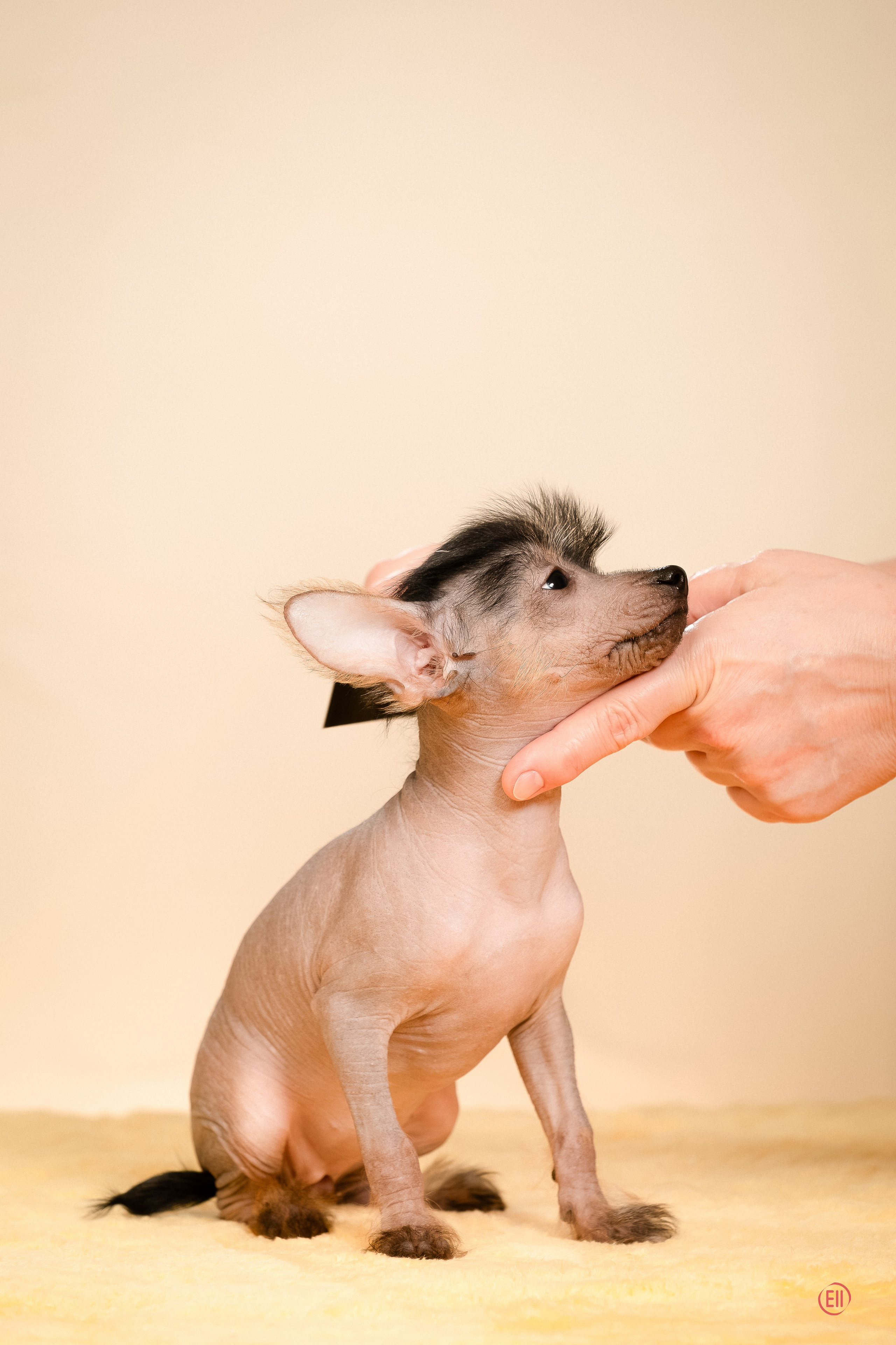 Poale Ell Zhaklin. Poale Ell Chinese Crested Dog Kennel: Buy a puppy from the kennel