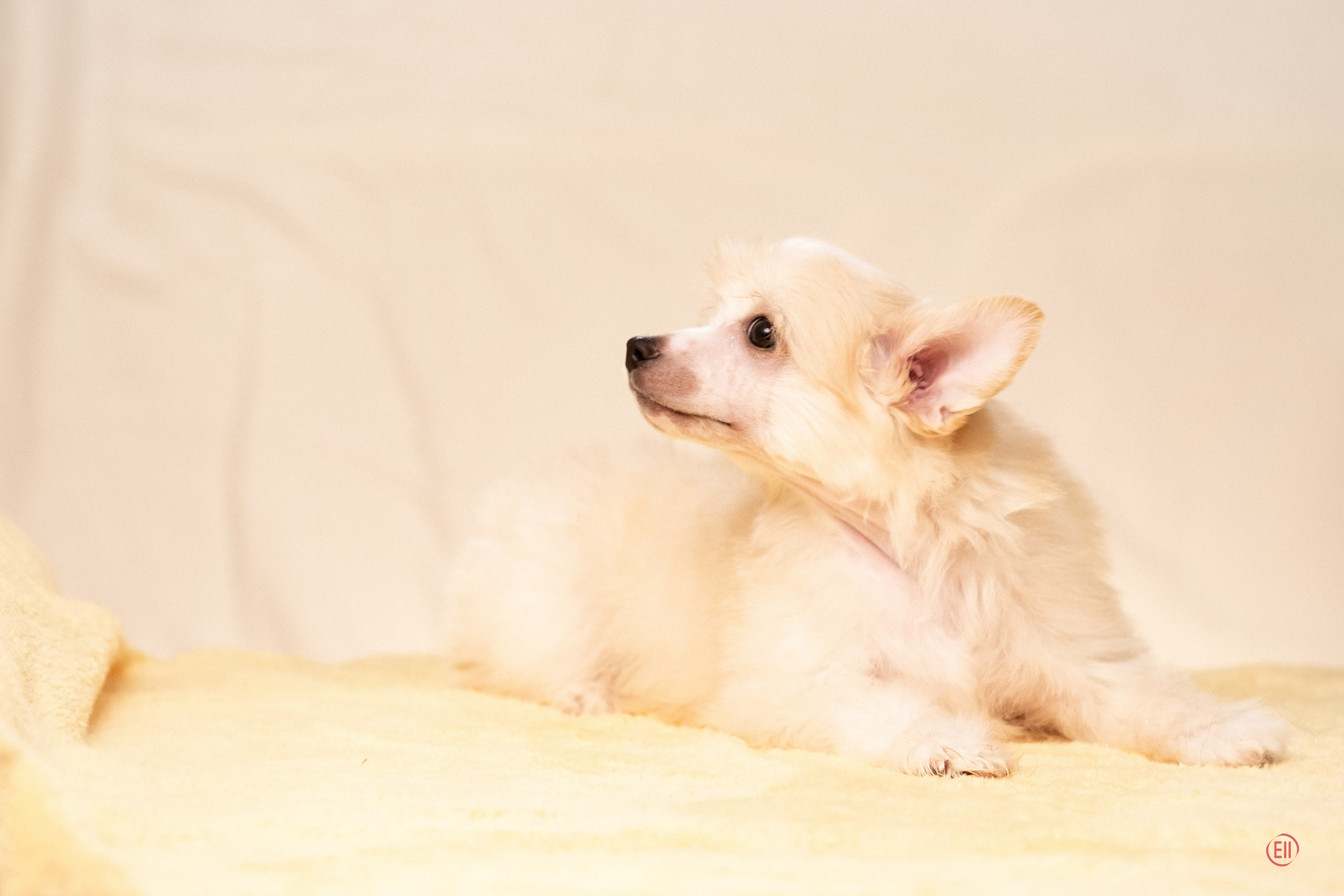 Poale Ell Ermak. Poale Ell Chinese Crested Dog Kennel: Buy a puppy from the kennel
