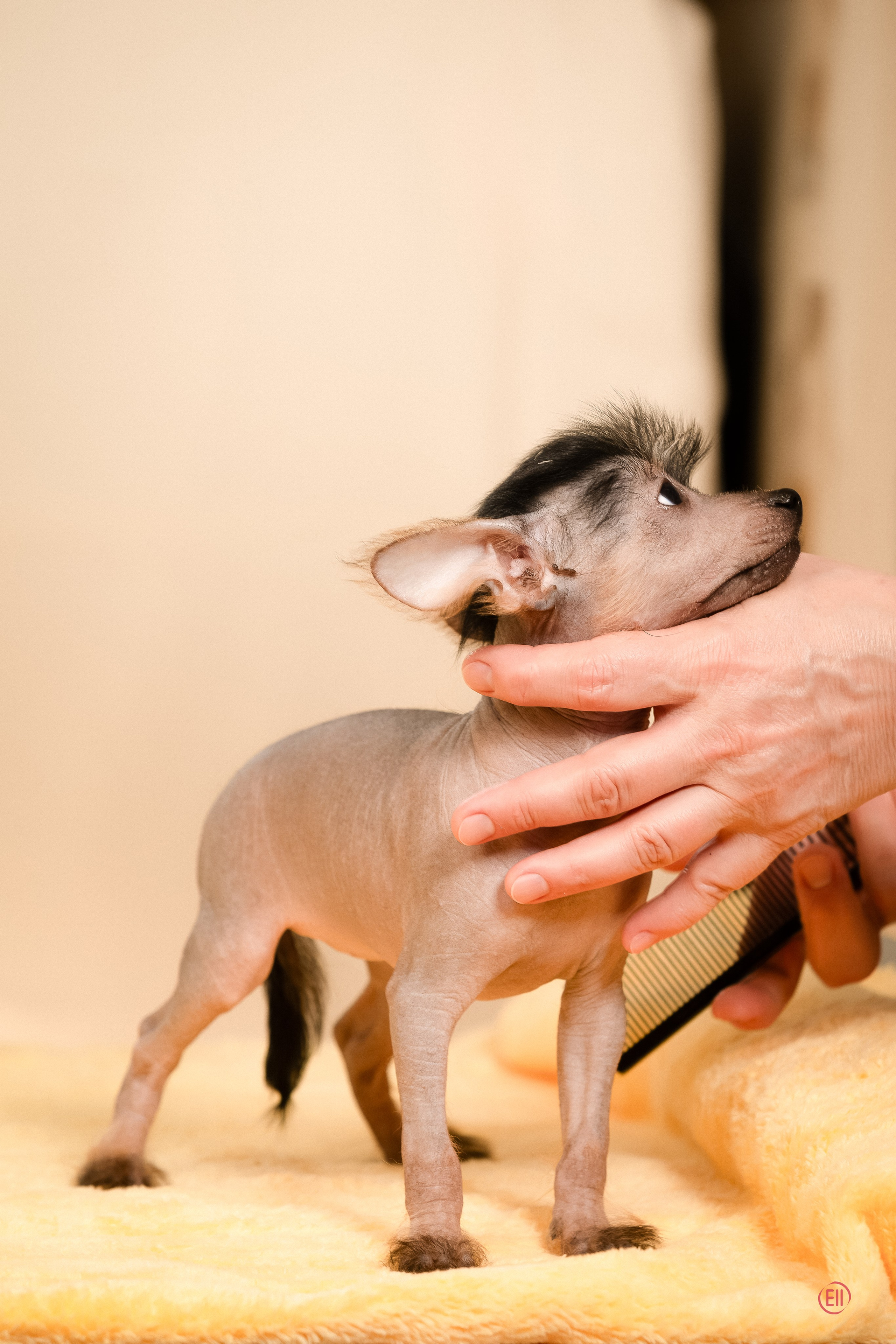 Poale Ell Zhaklin. Poale Ell Chinese Crested Dog Kennel: Buy a puppy from the kennel