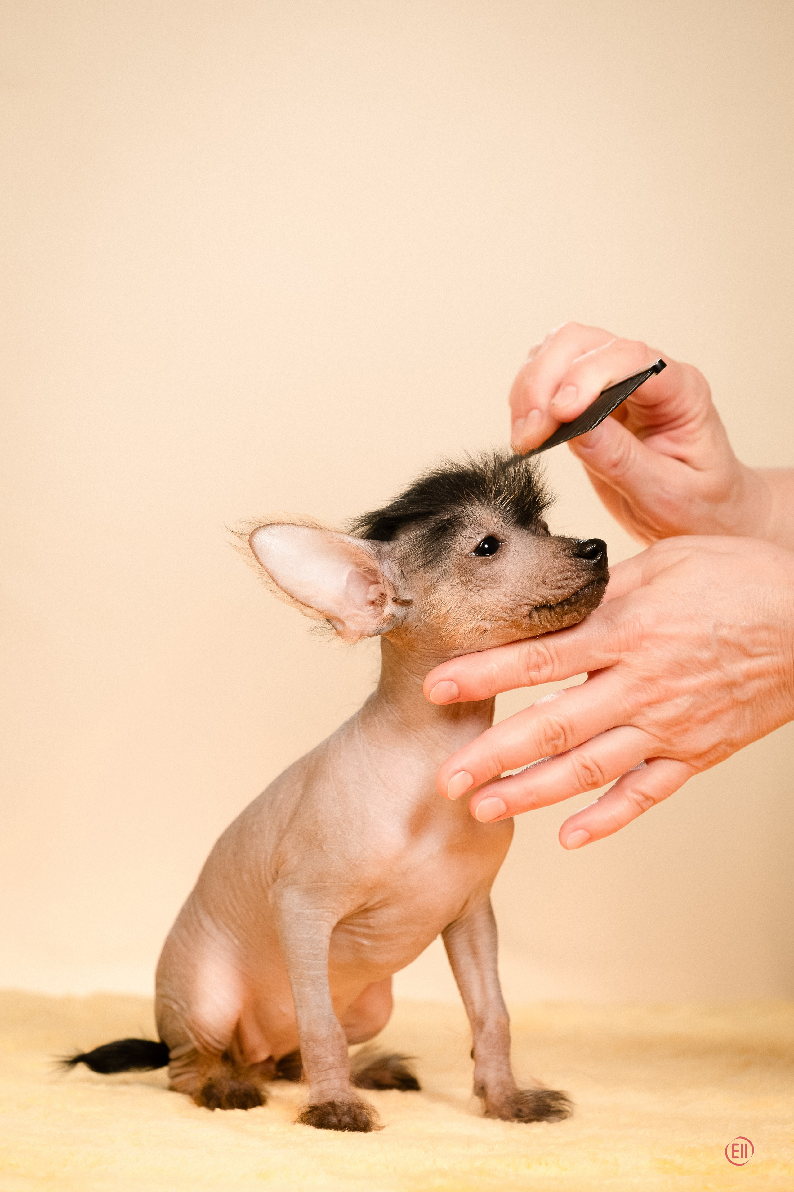 Poale Ell Zhaklin. Poale Ell Chinese Crested Dog Kennel: Buy a puppy from the kennel