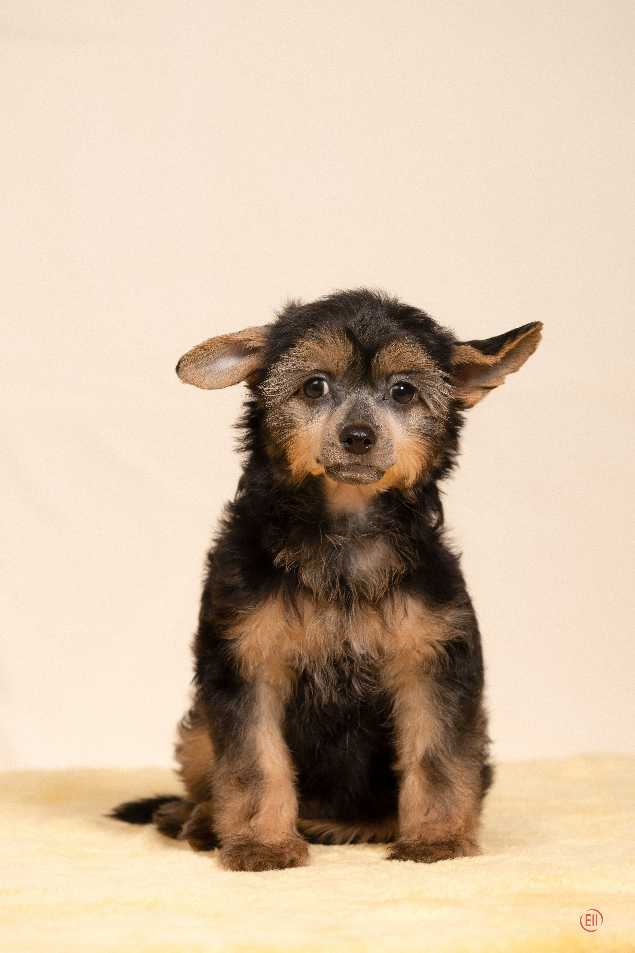 Poale Ell Zhozefina. Poale Ell Chinese Crested Dog Kennel: Buy a puppy from the kennel