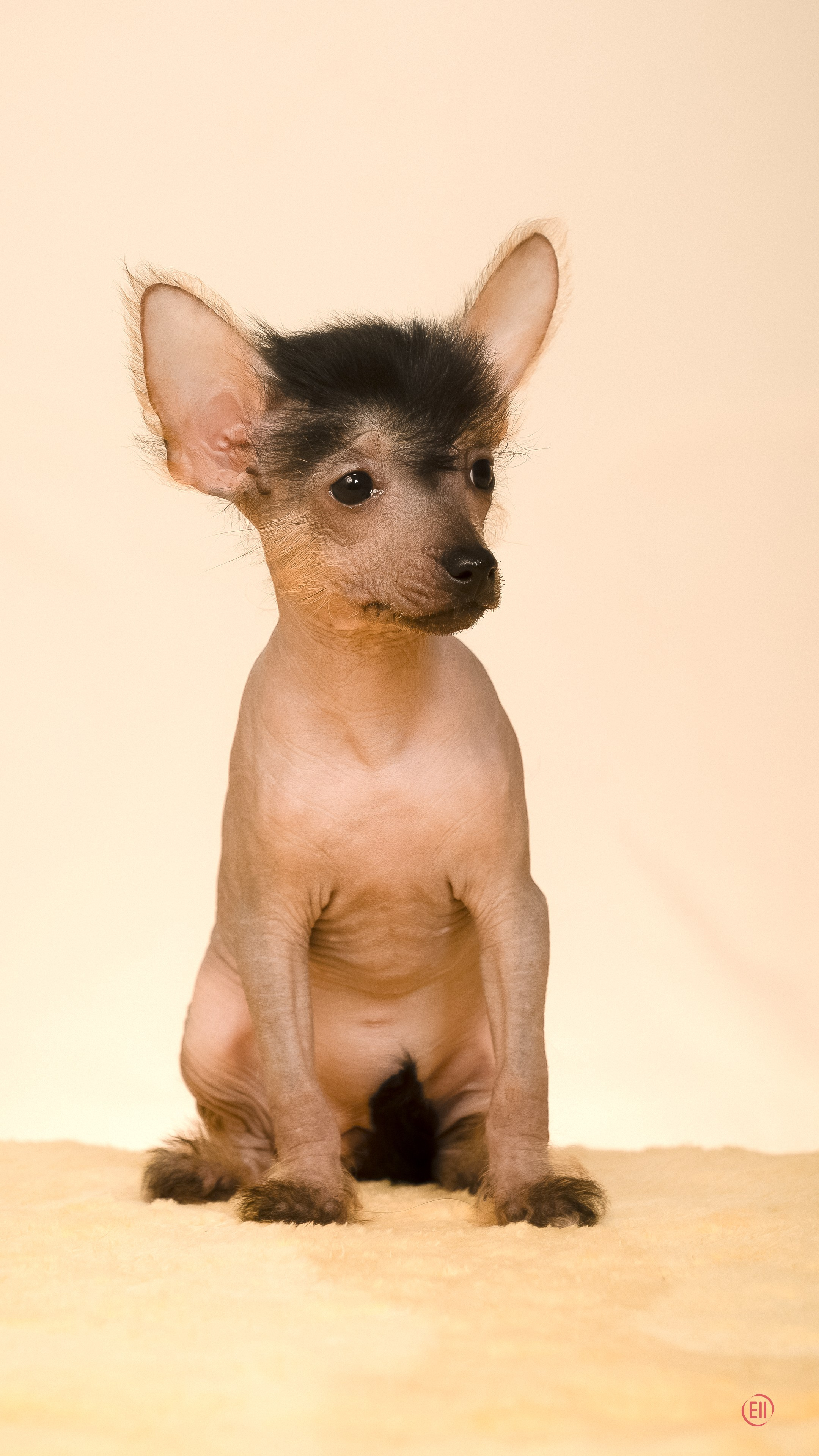 Poale Ell Zhaklin. Poale Ell Chinese Crested Dog Kennel: Buy a puppy from the kennel