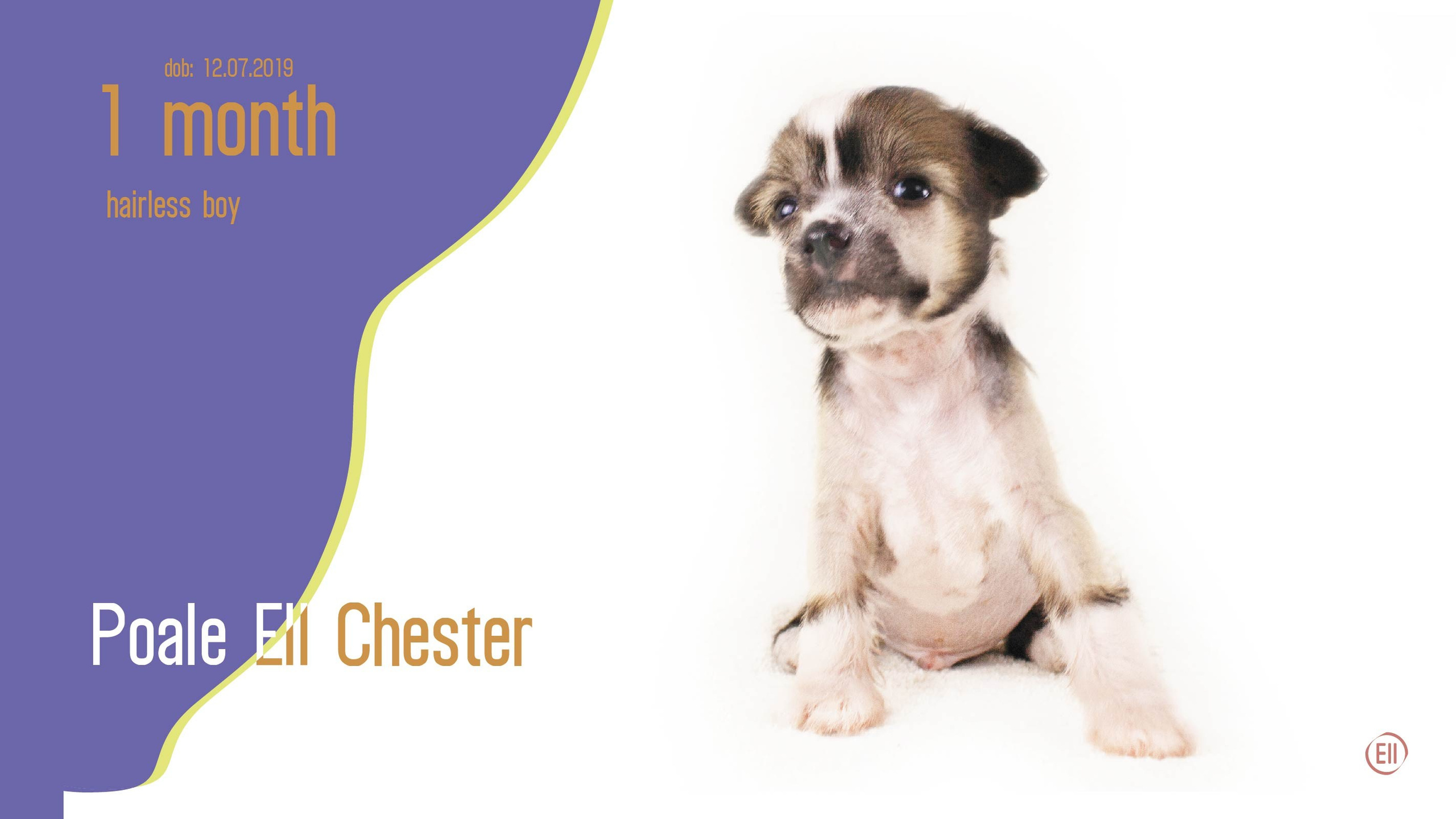 Litter C. Chinese Crested Dog Kennel Poale Ell