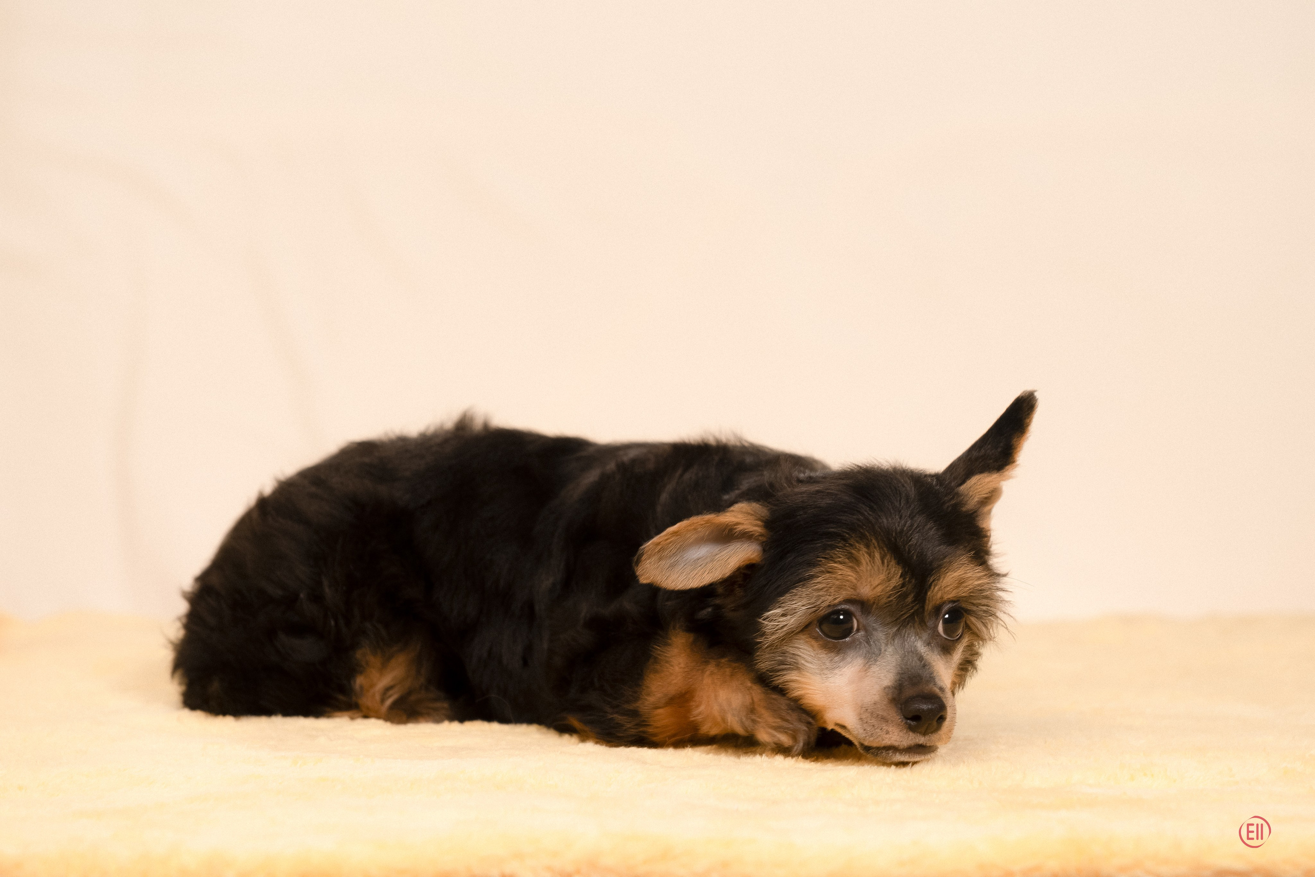 Poale Ell Zhozefina. Poale Ell Chinese Crested Dog Kennel: Buy a puppy from the kennel