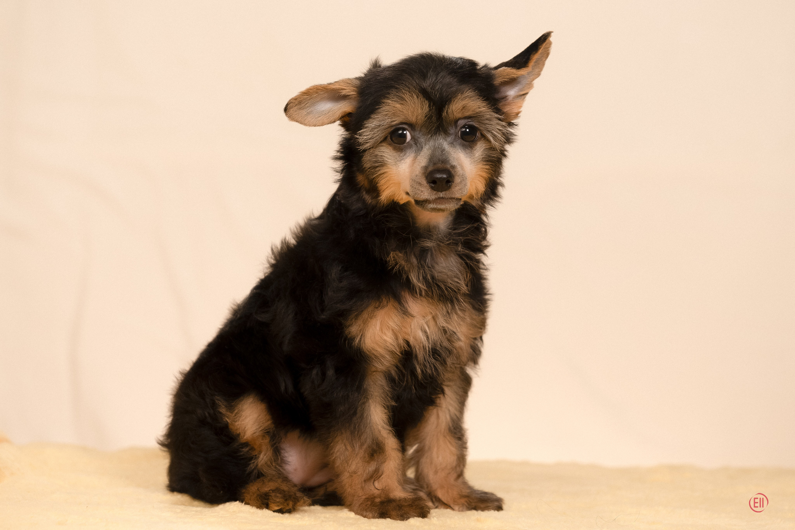 Poale Ell Zhozefina. Poale Ell Chinese Crested Dog Kennel: Buy a puppy from the kennel