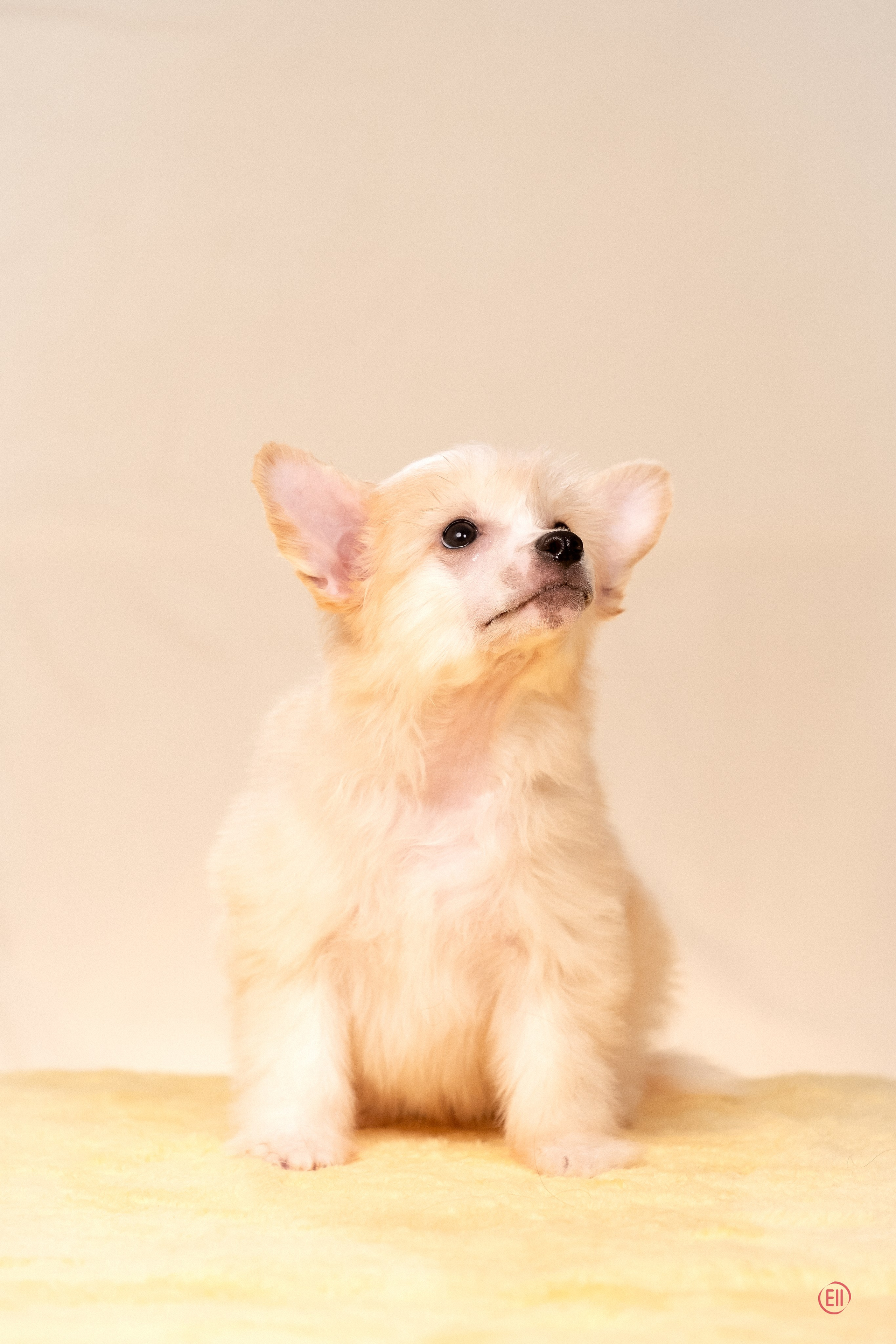 Poale Ell Ermak. Poale Ell Chinese Crested Dog Kennel: Buy a puppy from the kennel