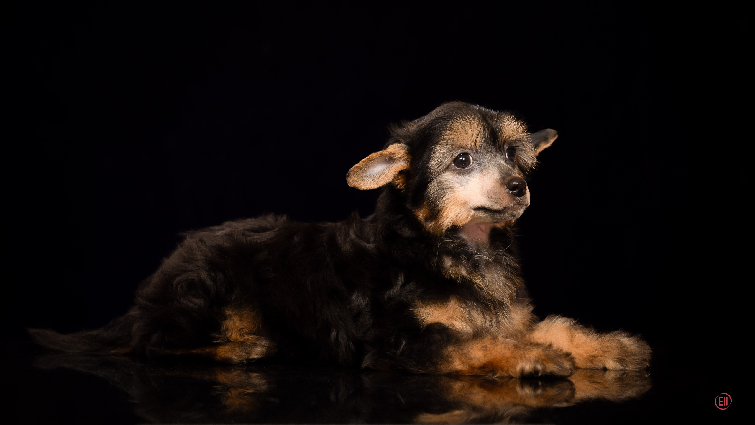 Poale Ell Zhozefina. Poale Ell Chinese Crested Dog Kennel: Buy a puppy from the kennel