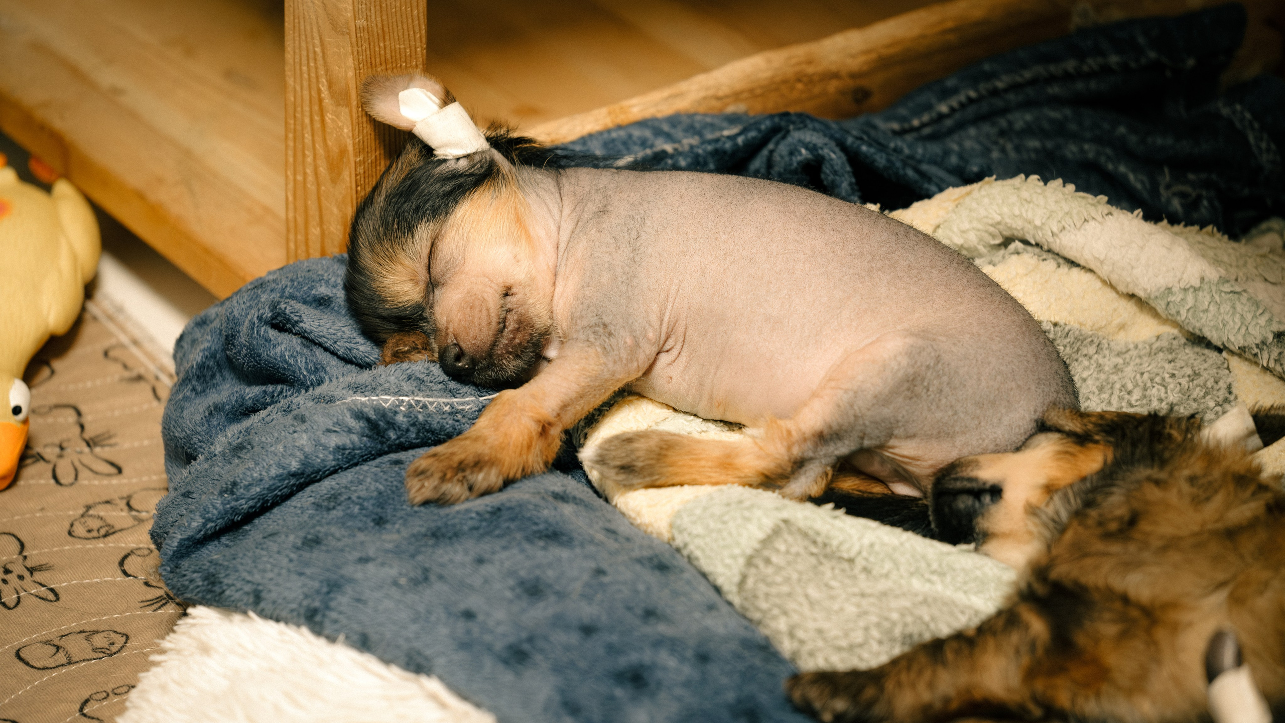 Zhan sleeps, August 25