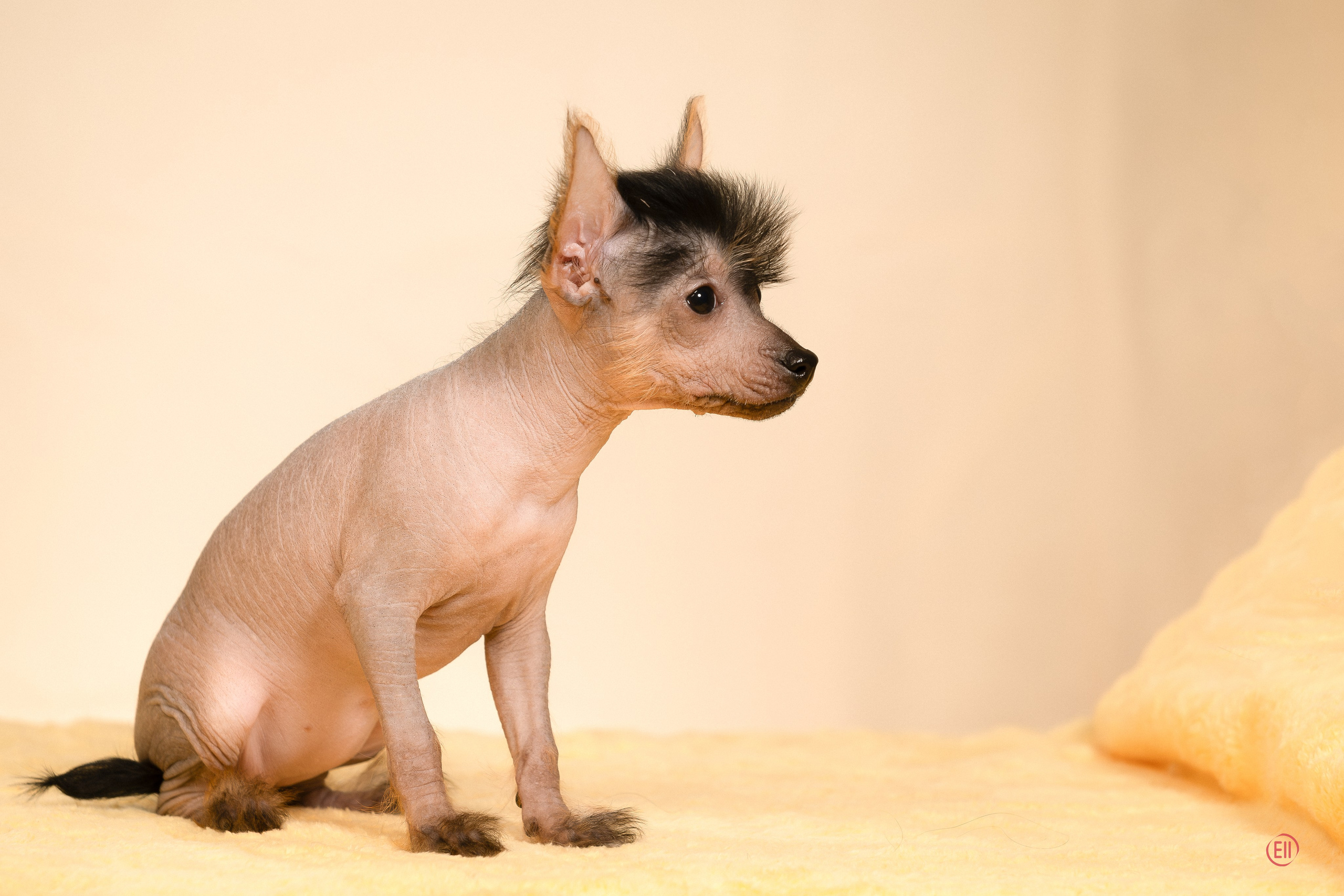 Poale Ell Zhaklin. Poale Ell Chinese Crested Dog Kennel: Buy a puppy from the kennel