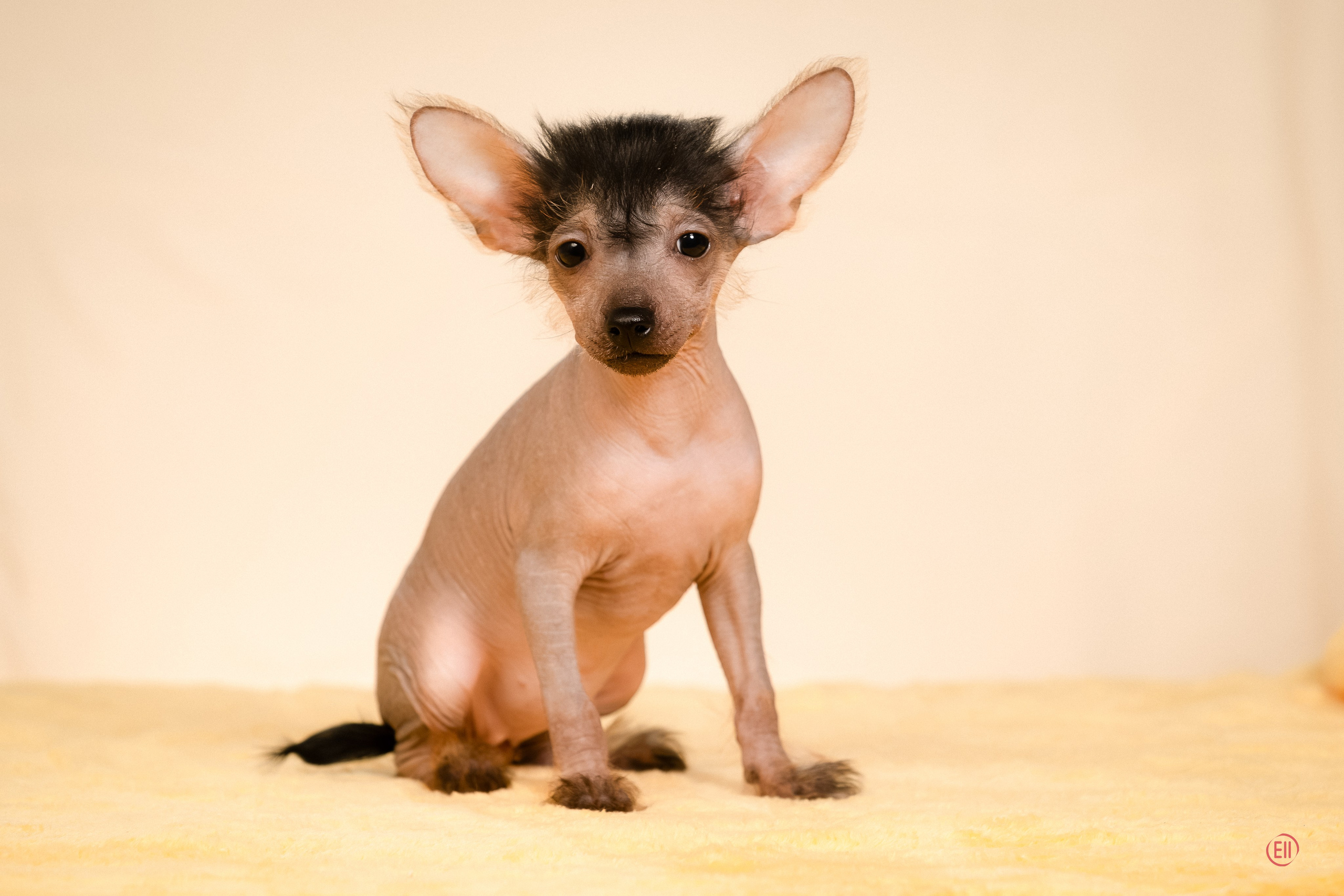 Poale Ell Zhaklin. Poale Ell Chinese Crested Dog Kennel: Buy a puppy from the kennel