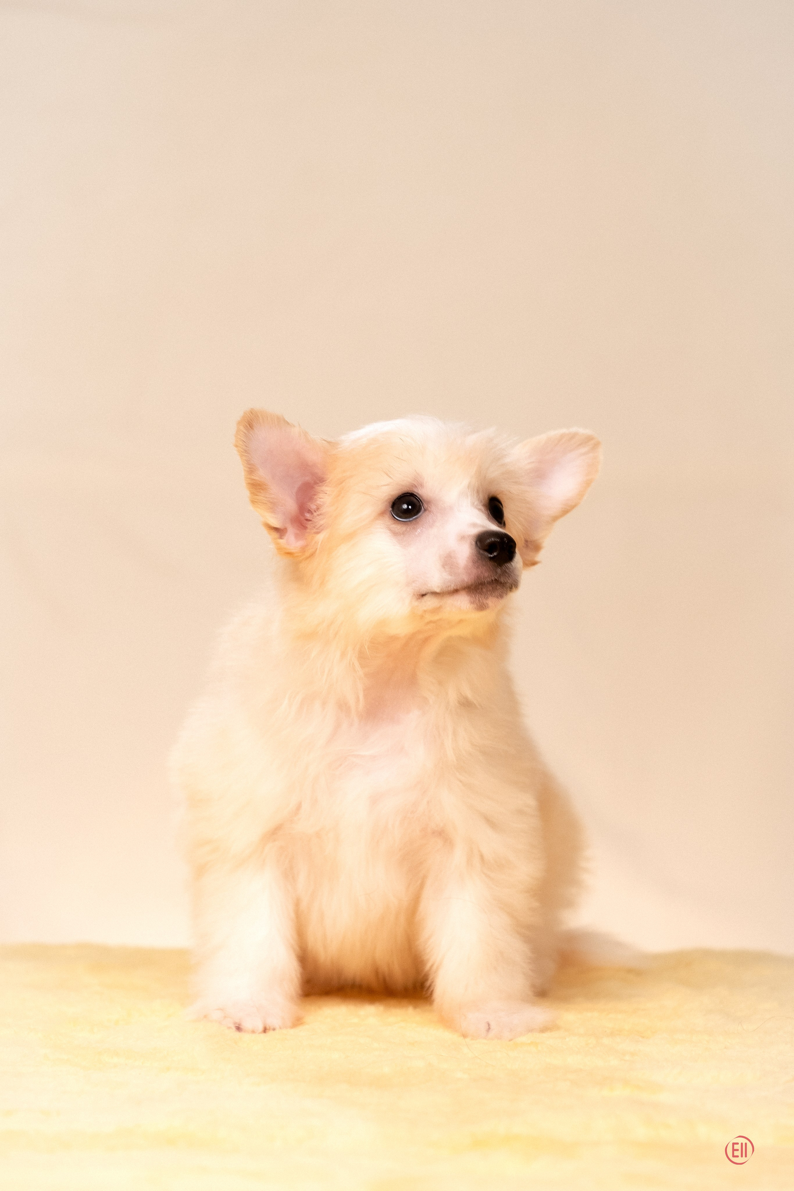 Poale Ell Ermak. Poale Ell Chinese Crested Dog Kennel: Buy a puppy from the kennel