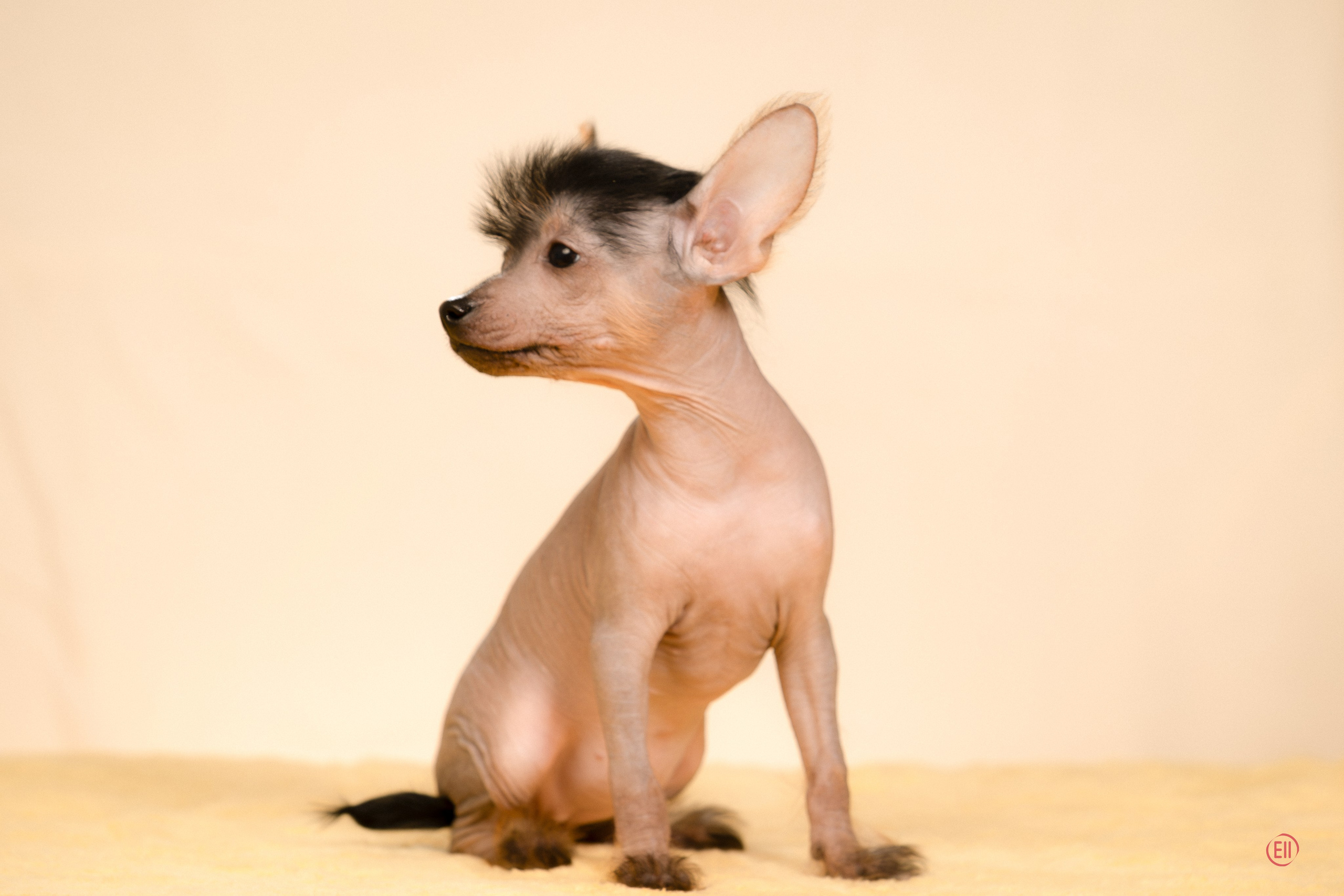 Poale Ell Zhaklin. Poale Ell Chinese Crested Dog Kennel: Buy a puppy from the kennel