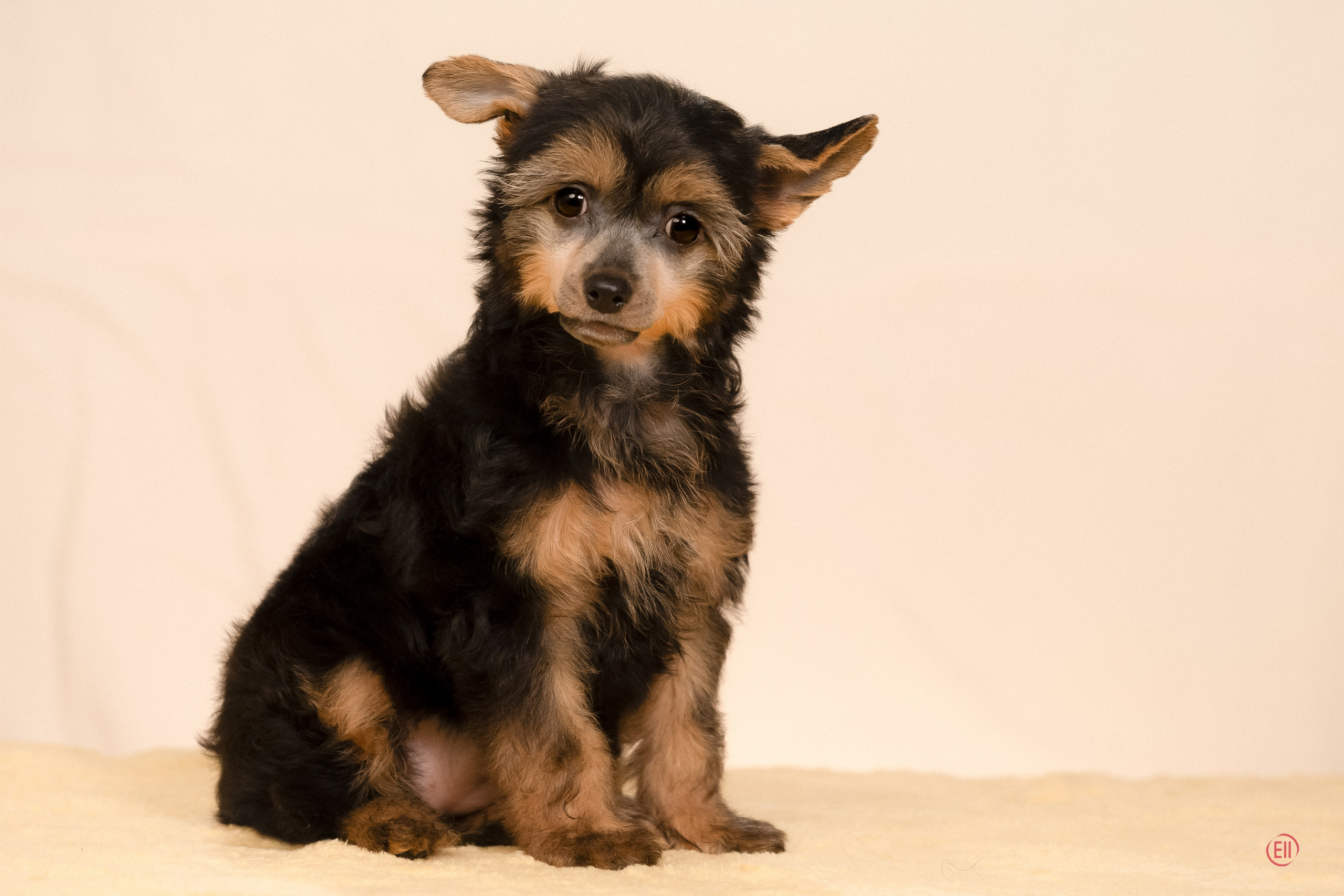 Poale Ell Zhozefina. Poale Ell Chinese Crested Dog Kennel: Buy a puppy from the kennel