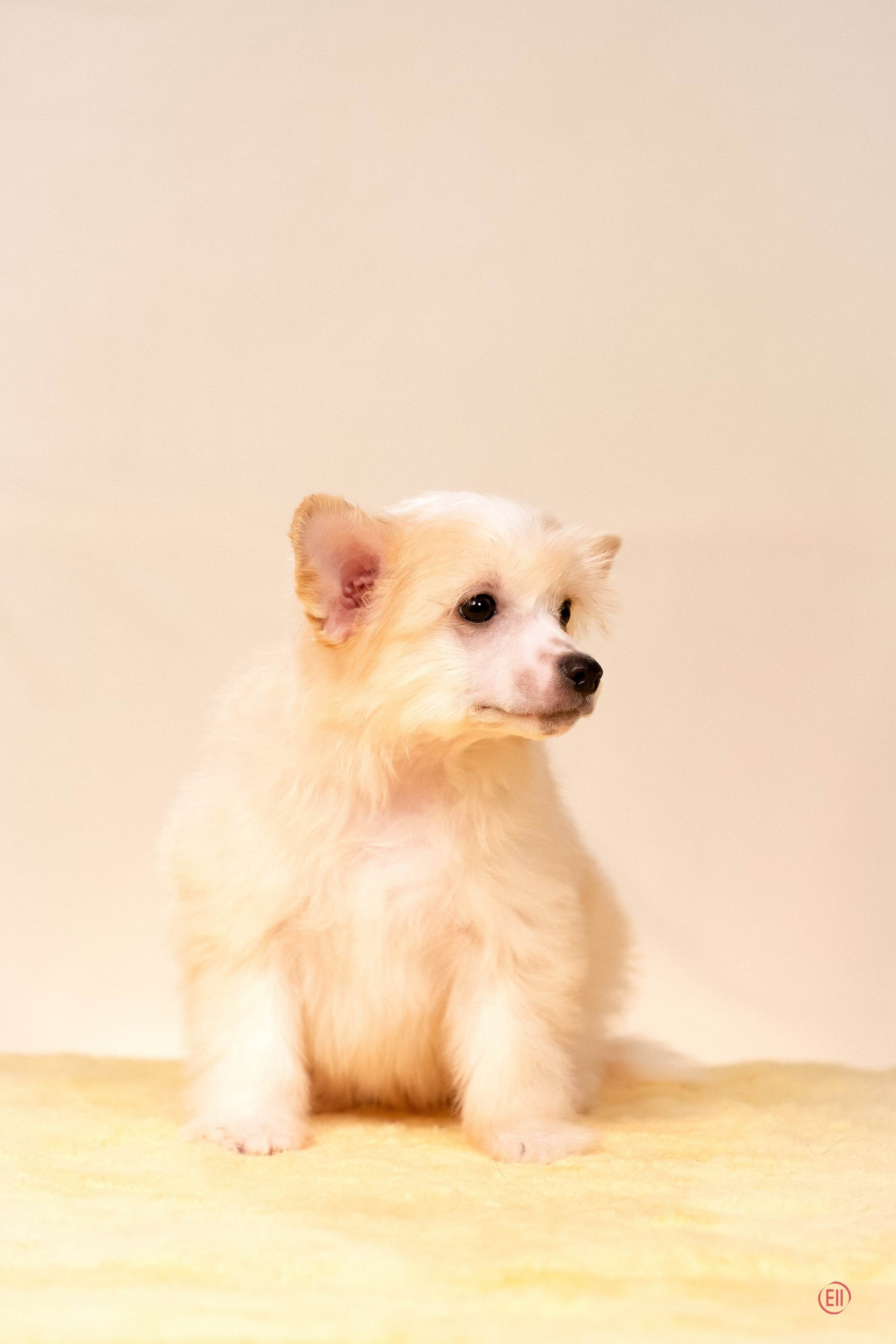 Poale Ell Ermak. Poale Ell Chinese Crested Dog Kennel: Buy a puppy from the kennel