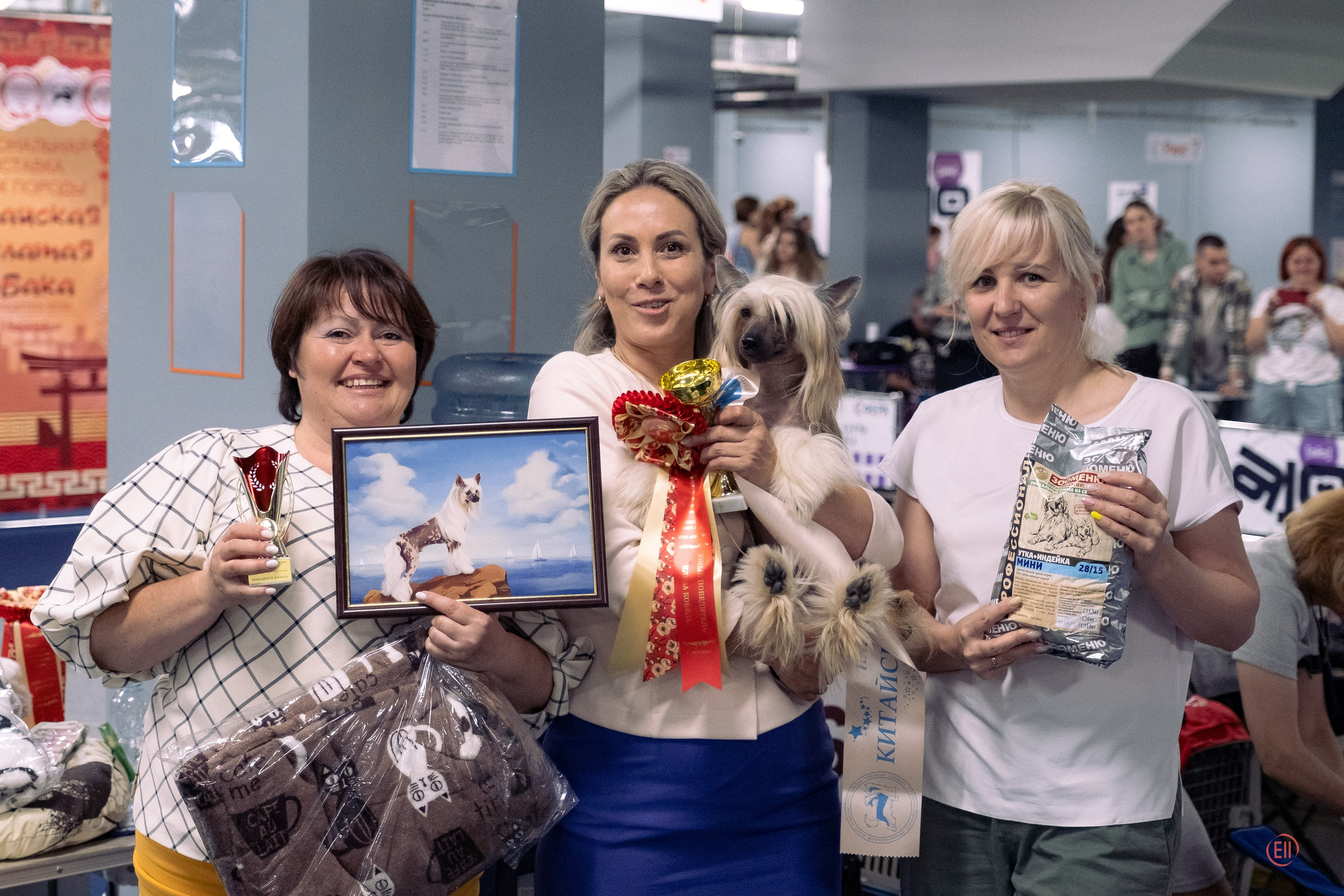 Национальная выставка китайских хохлатых собак 2023. Питомник китайских хохлатых собак Poale Ell: купить щенка