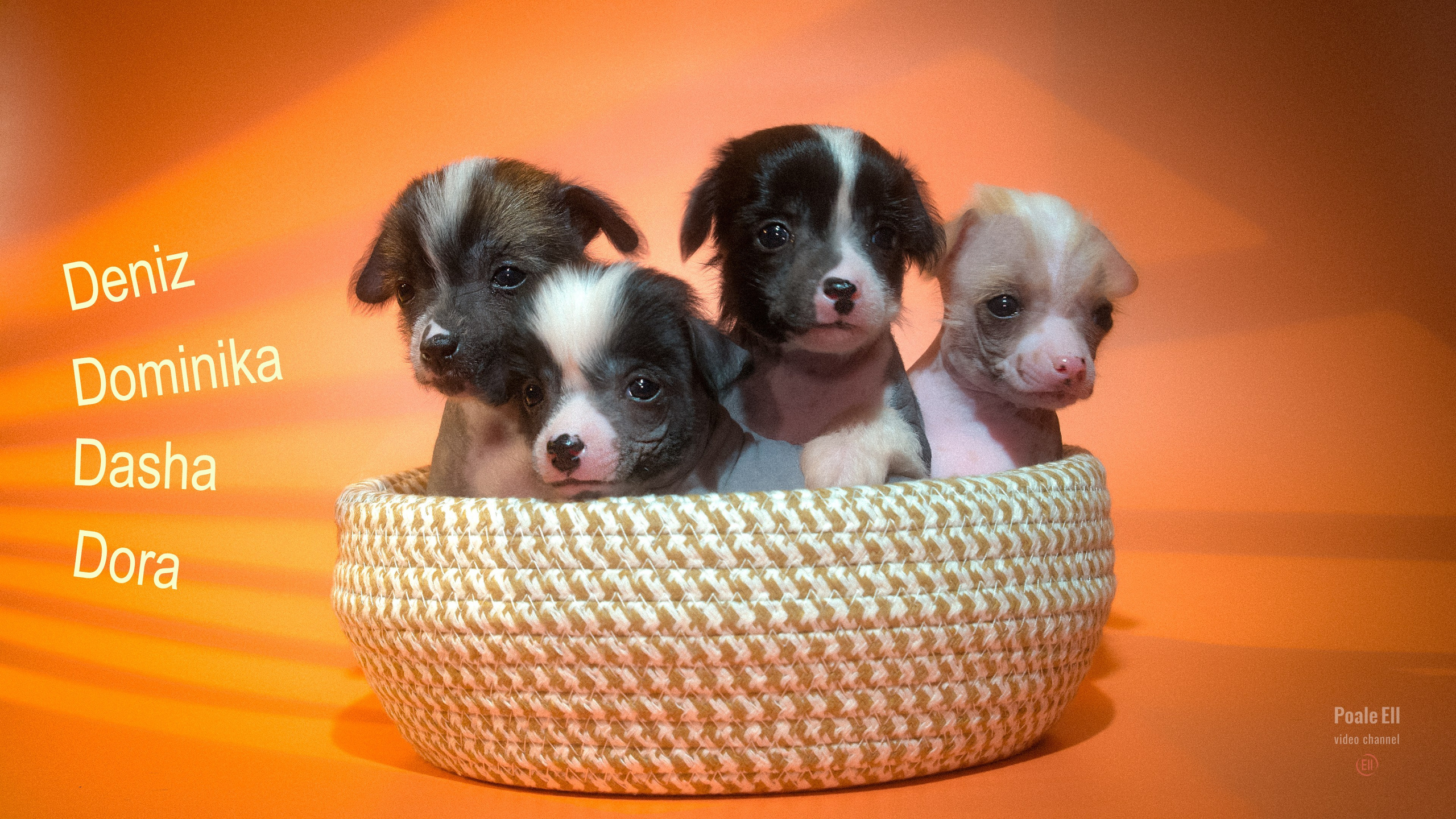 Девочкам помёта «D» месяц. Питомник китайских хохлатых собак Poale Ell: купить щенка