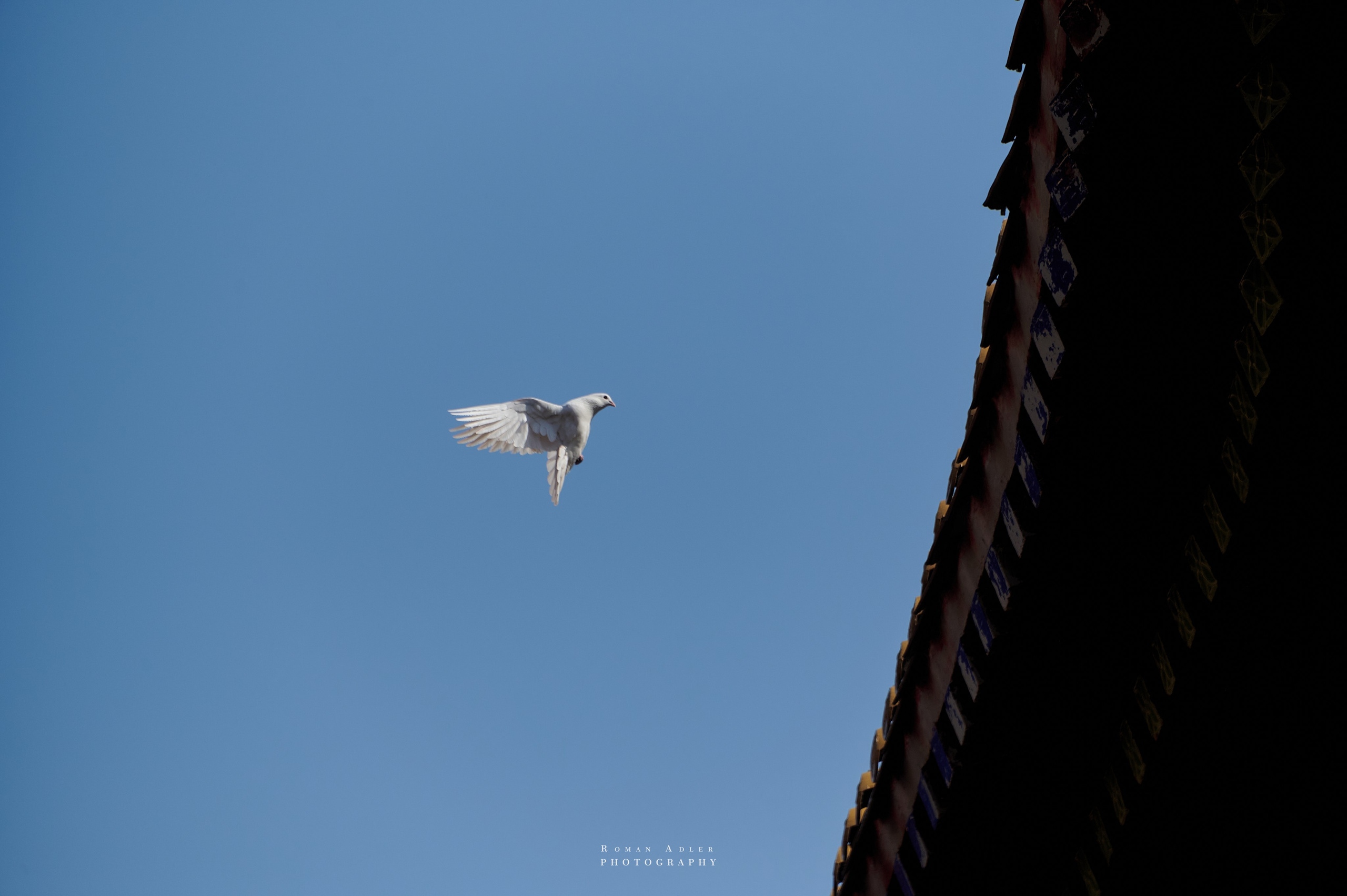 Храм Гуанфу (Процветания). Цинчжоу. Фотограф Роман Адлер