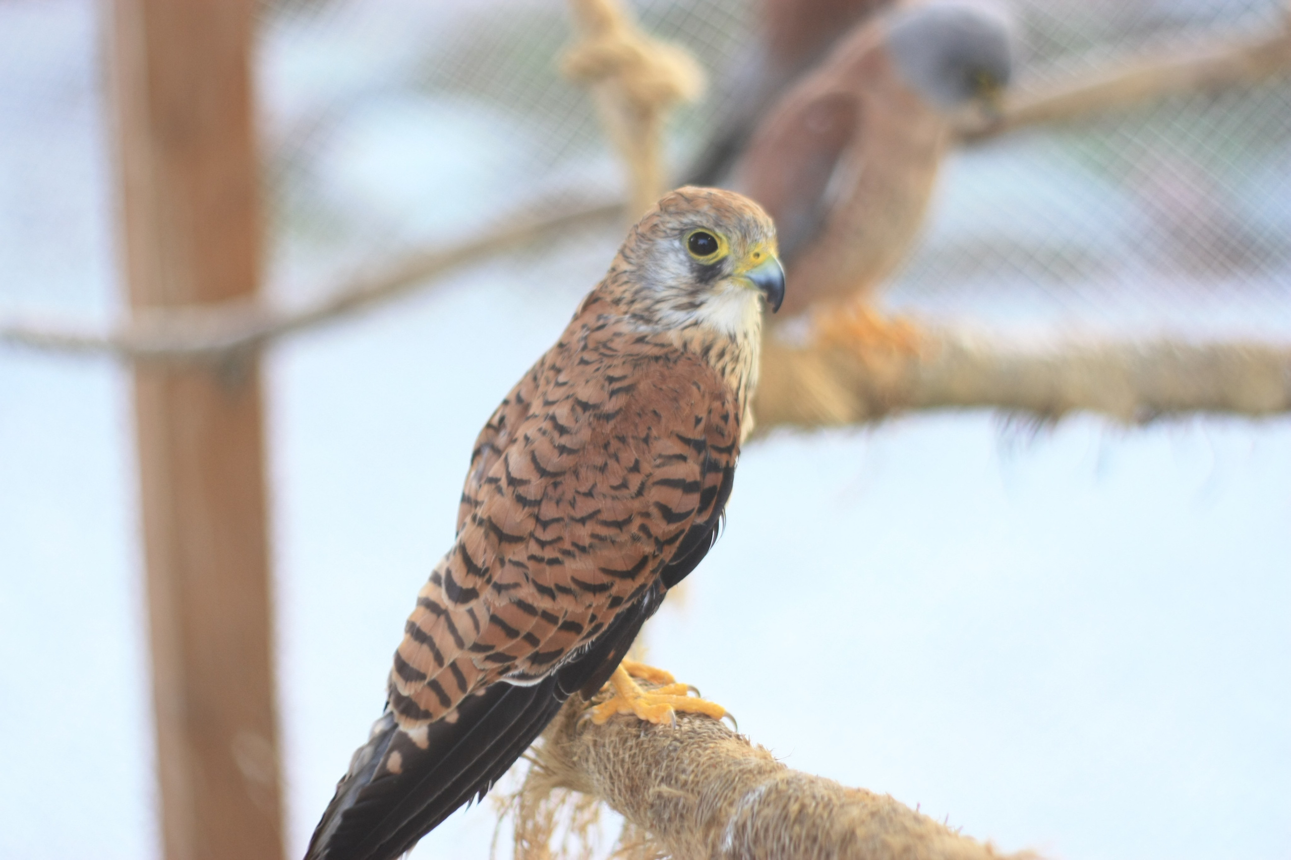 Первые кадры. Сочи — парк. Фотограф Роман Адлер