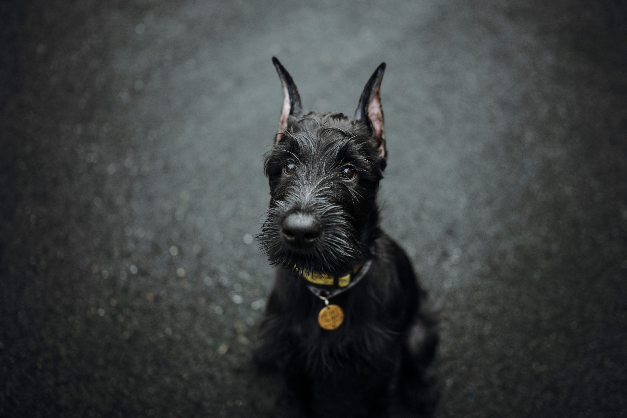 Даша и Умбра. Семейный фотограф анималист Ананьева Мария — Москва