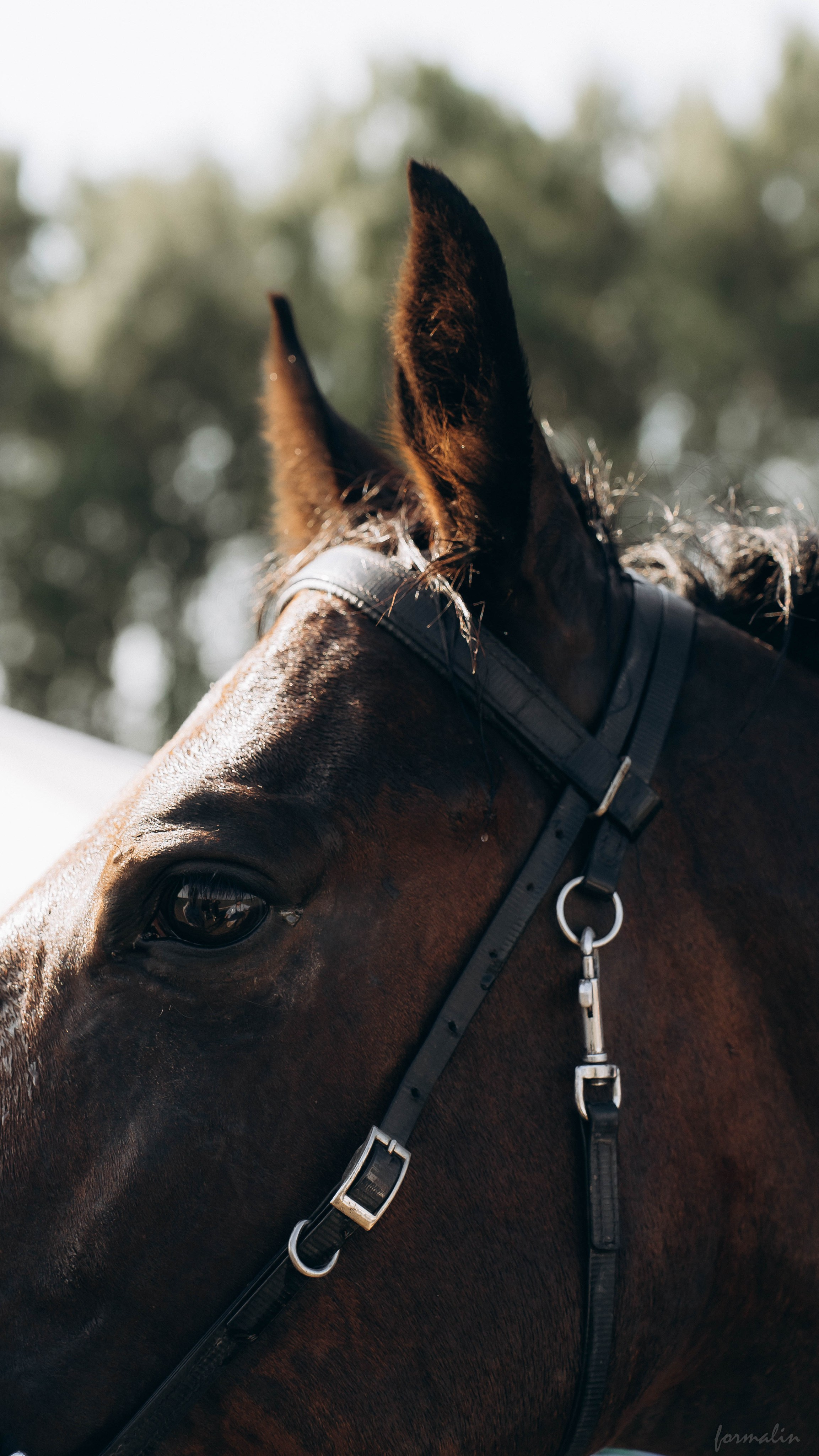 День Коня. Алиса Никитцова | Фотограф в Казани